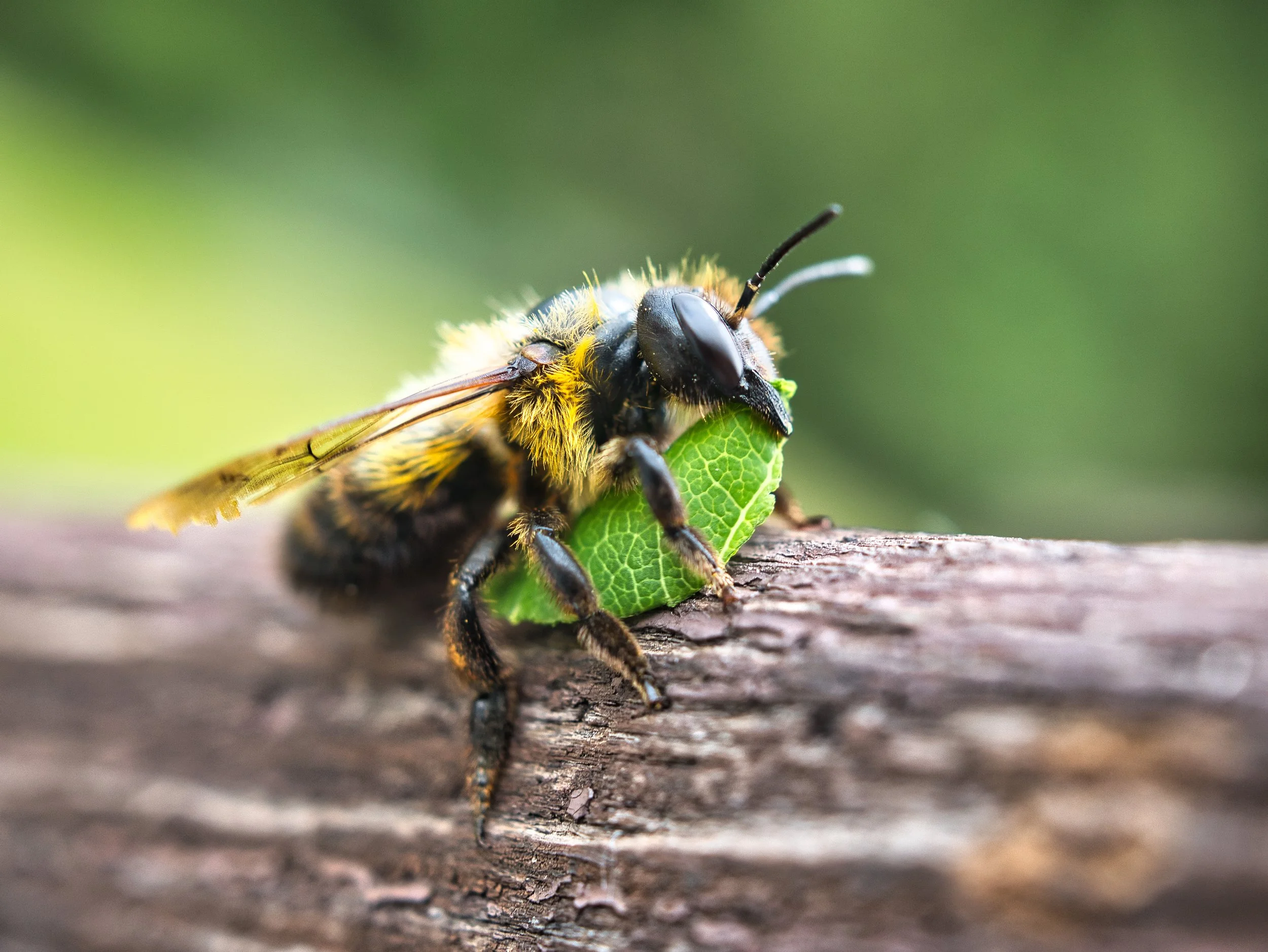 LEAFCUTTER BEES: OUR MIDSUMMER POLLINATORS
