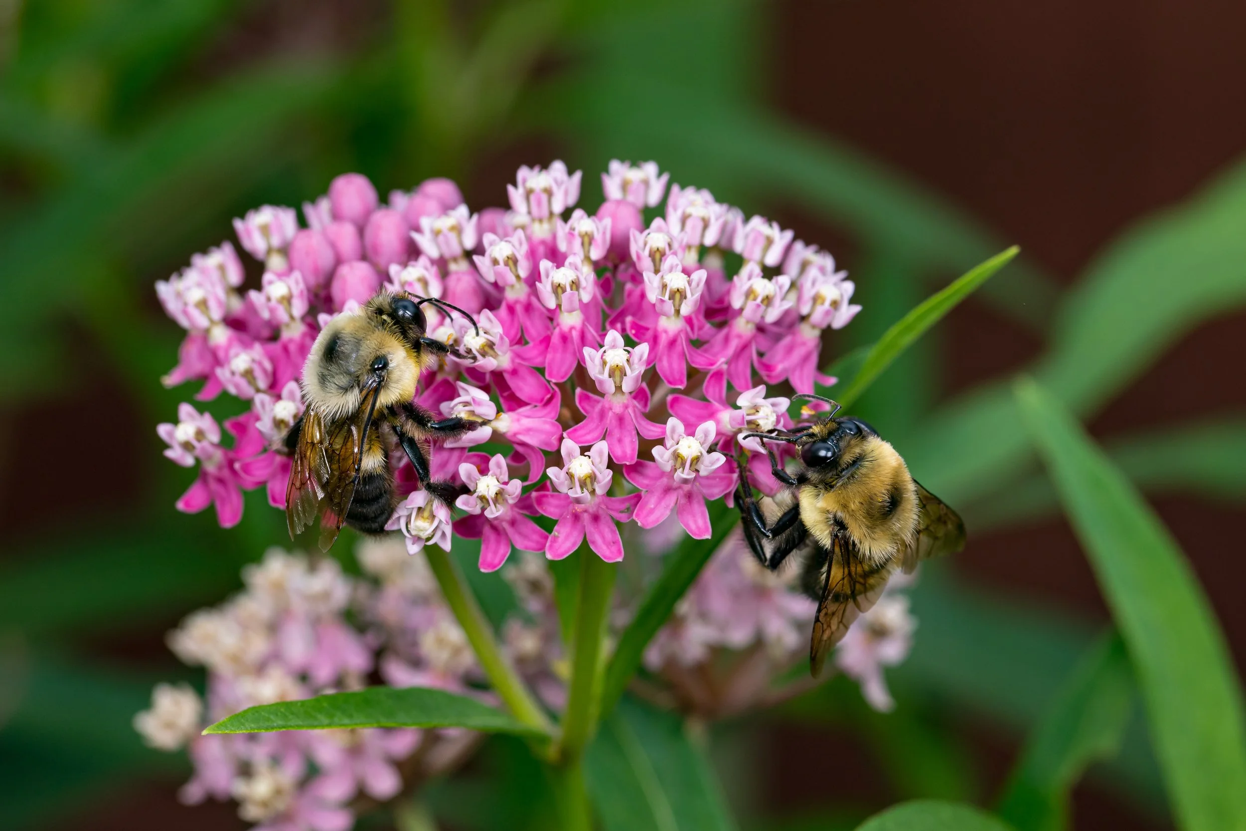 Bees: The Social & Solitary