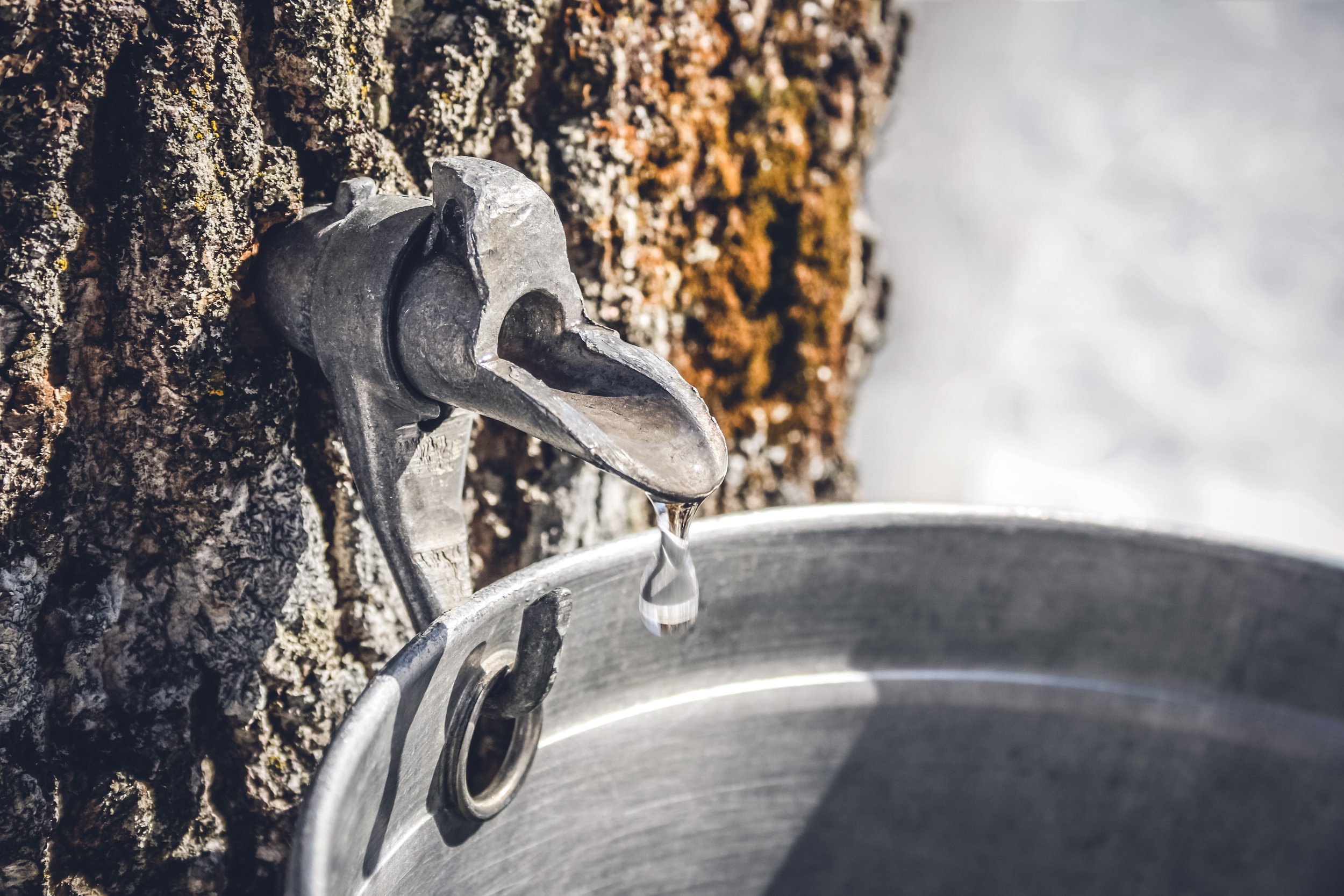 Maple Syrup Tap On Mature Tree