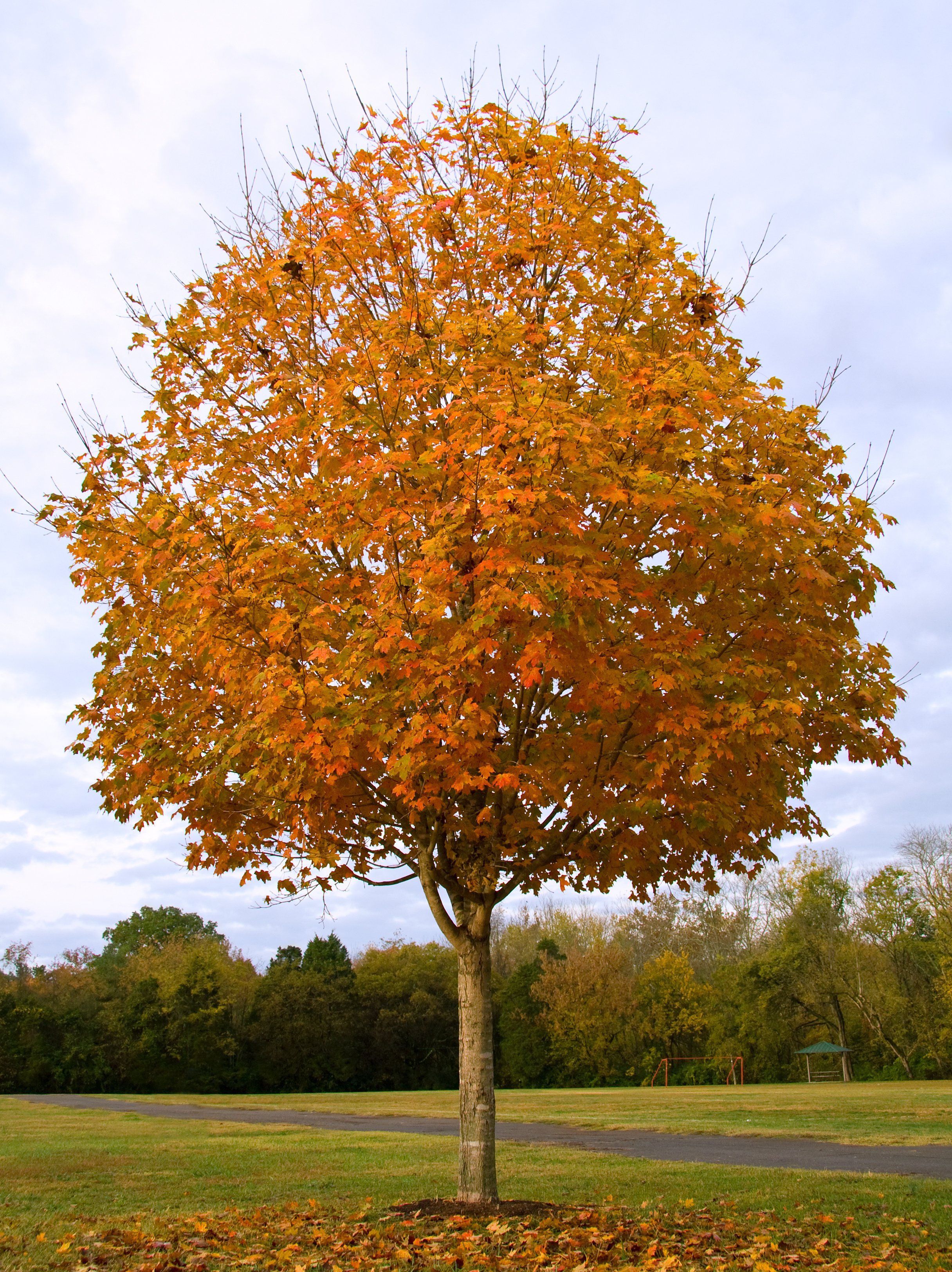 Matured Maple Tree