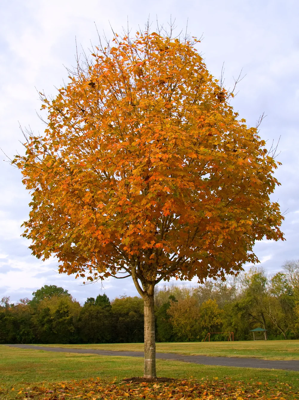 Matured Maple Tree