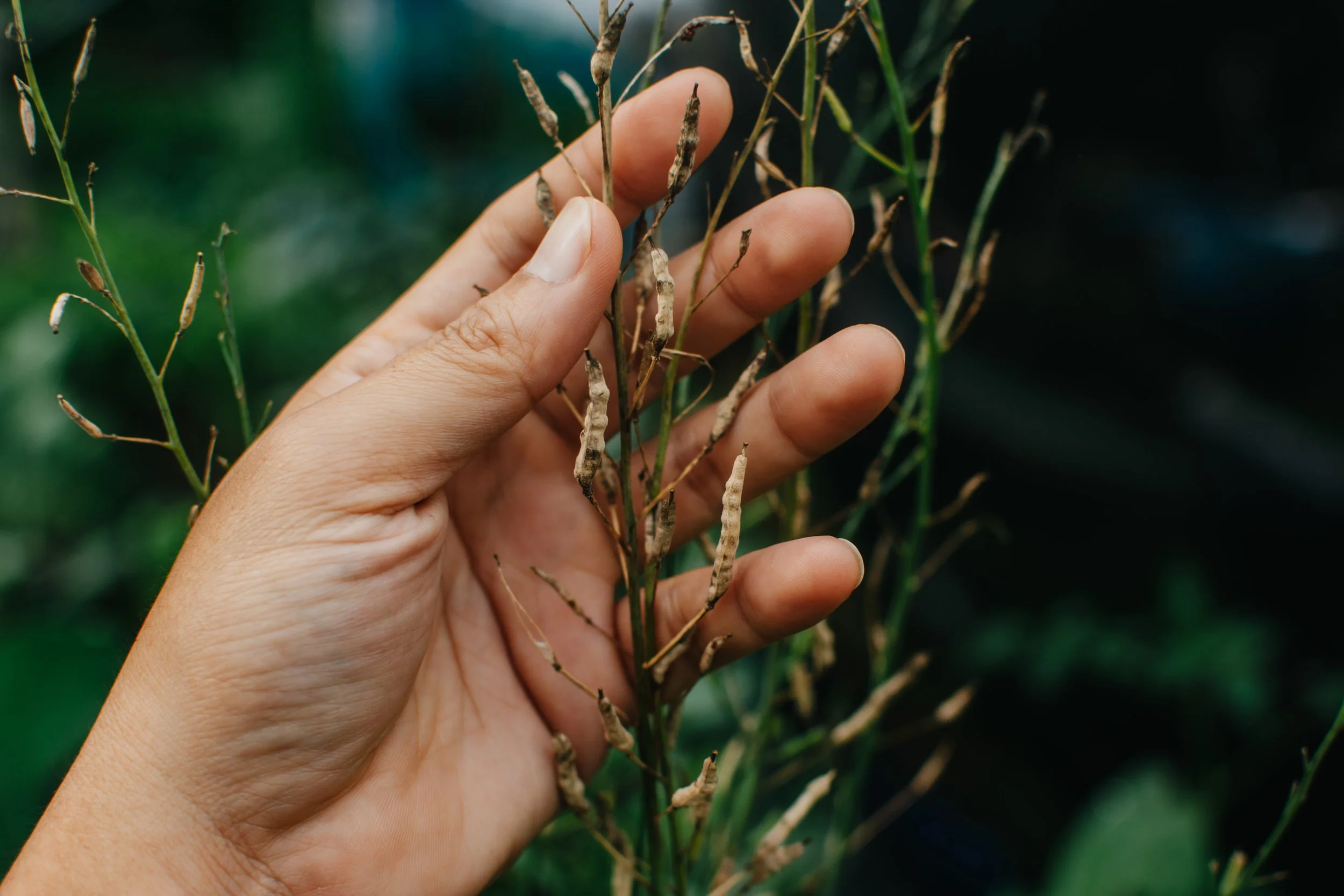 Why The Mayseeds Leak Matters - t938giu