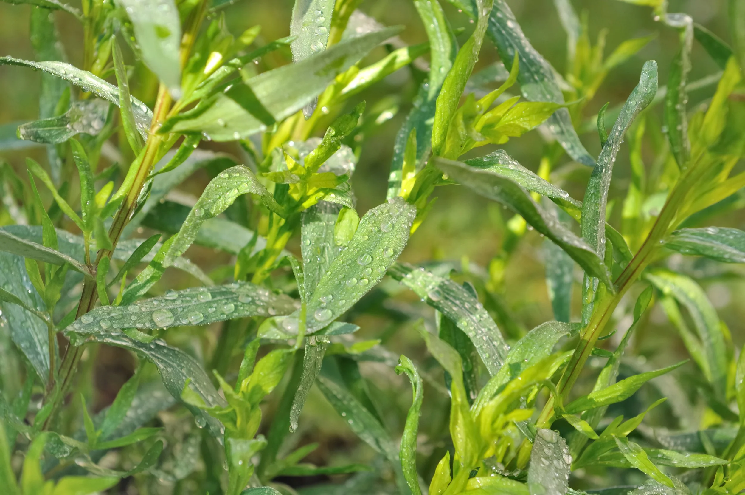 Tarragon Harvest, Preservation & Uses — PLANT FOR CHANGE