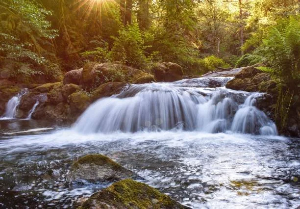 Encountering The Wild Unknown - WA