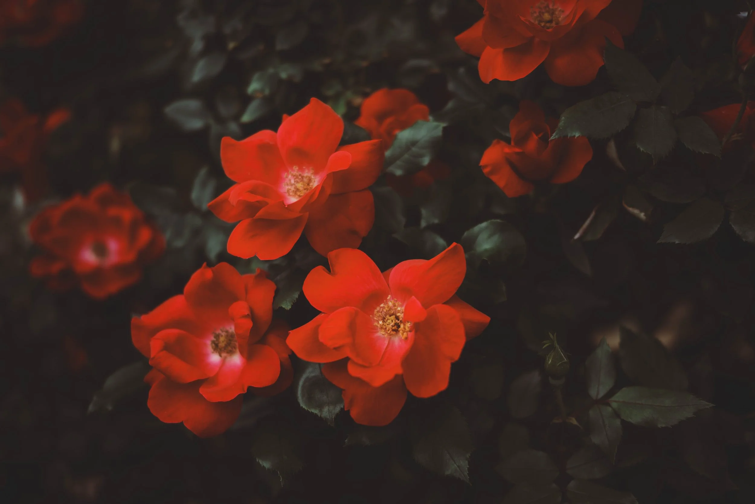 Red flowers.