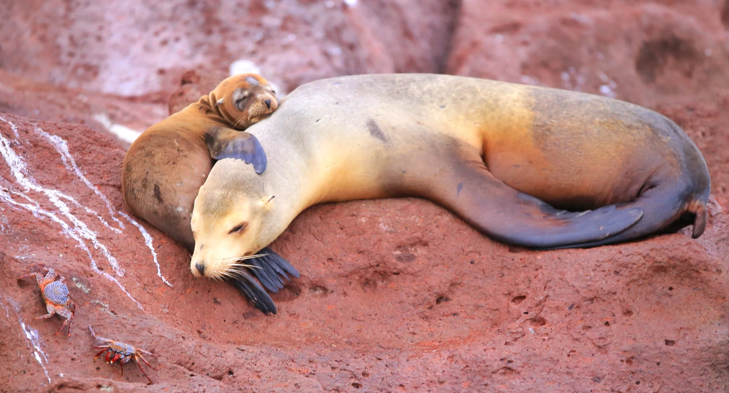 Lobo marino con cría en La Ventana, Baja California Sur