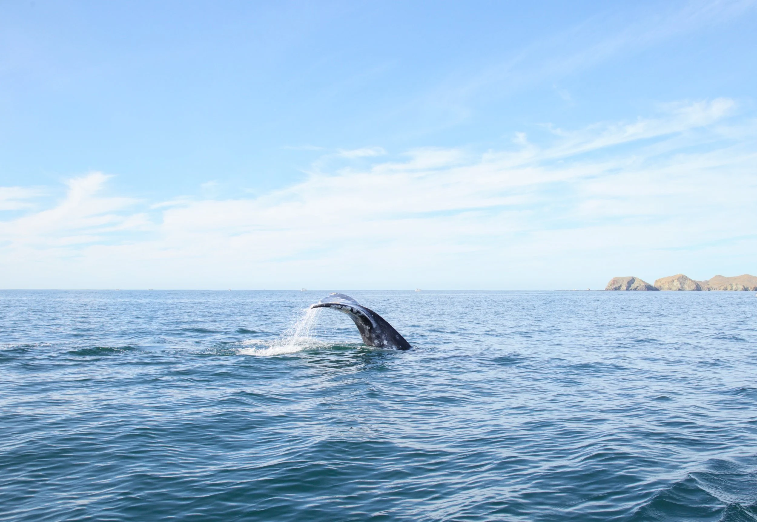 Avistamiento de ballena gris en Bahía Magdalena BCS