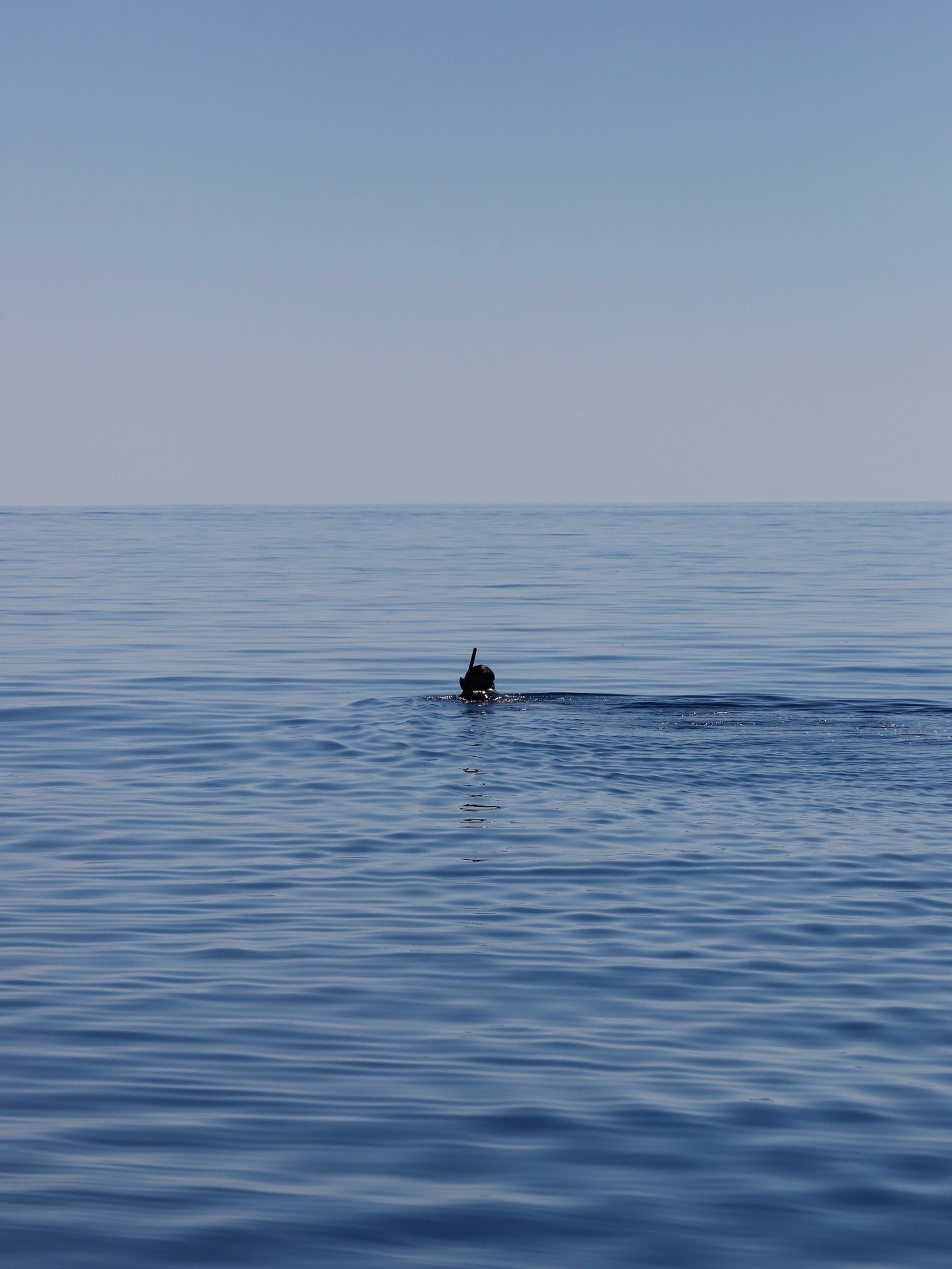 Miles de m&oacute;bulas se congregan en un mismo punto como parte de su migraci&oacute;n anual. 🌊

Este es un fen&oacute;meno natural que ocurre solo una vez al a&ntilde;o y t&uacute; puedes ser testigo de ello. 

📆&iexcl;Visita akampa.mx para cono