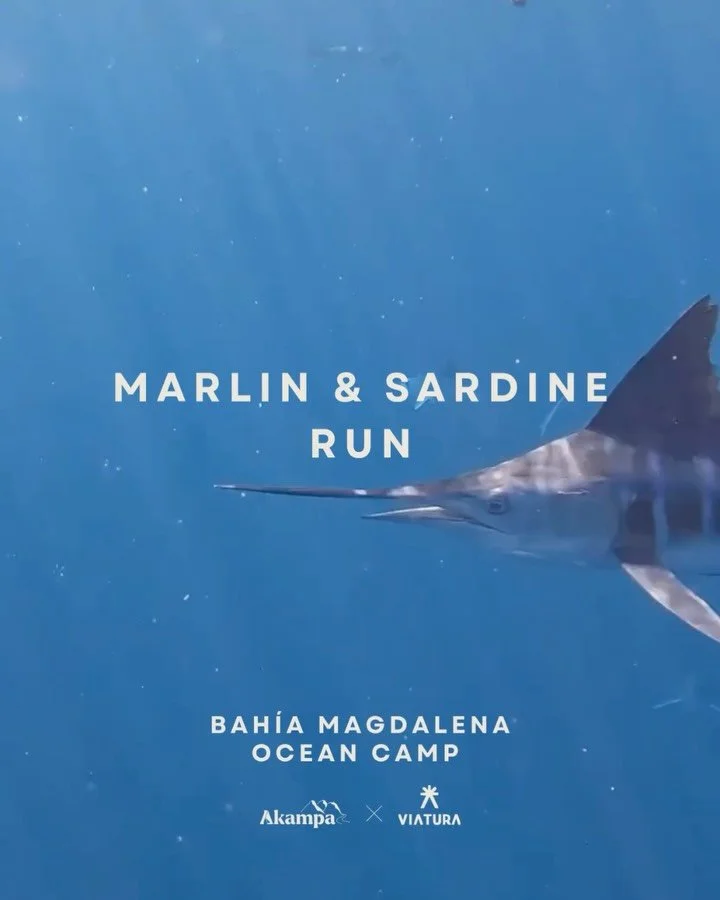 Bah&iacute;a Magdalena: Marlin &amp; Sardine Run

Conoce todo lo que incluye esta experiencia y vive esta aventura junto a amigos y familia.

📆 Los lugares son limitados, de octubre a diciembre 2025. Reserva en nuestro link en bio 👆