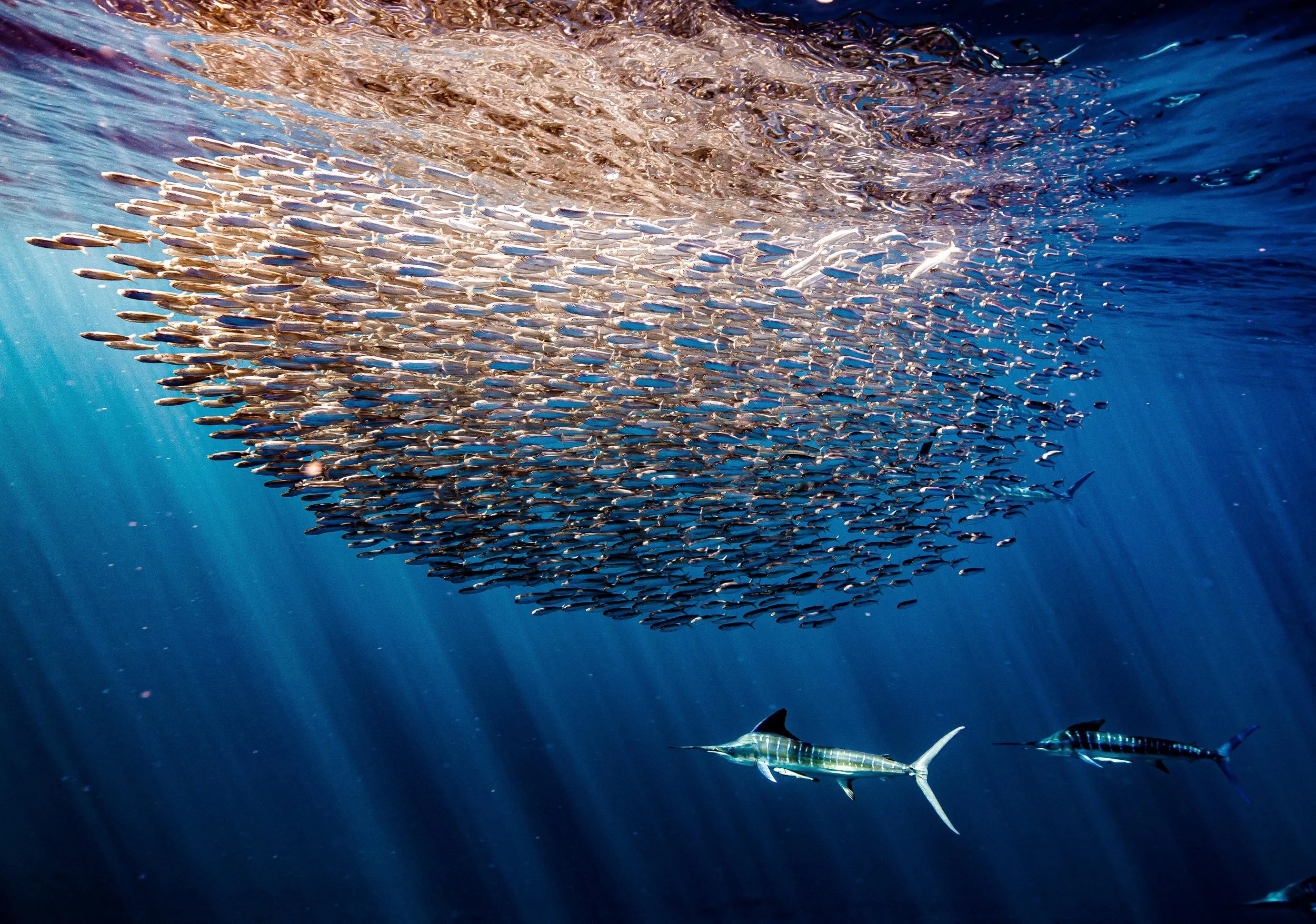 Sardine Run en México: guía para amantes del mar y aventureros