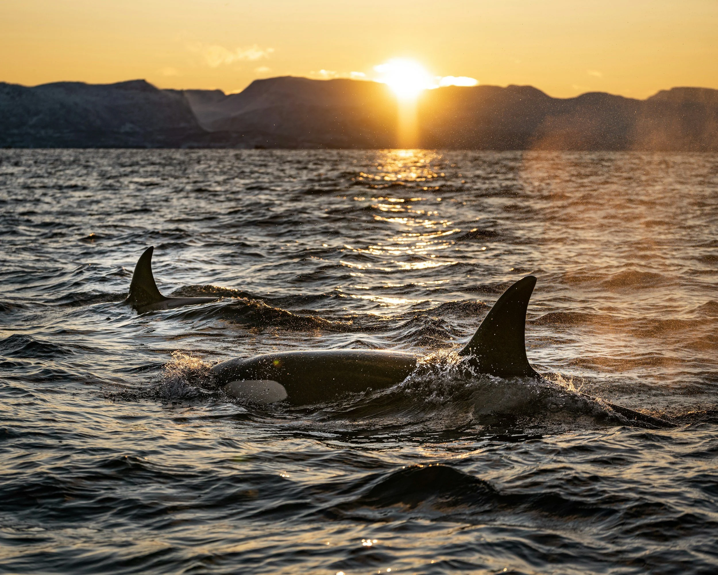 Where to see mobulas (and killer whales) in Mexico