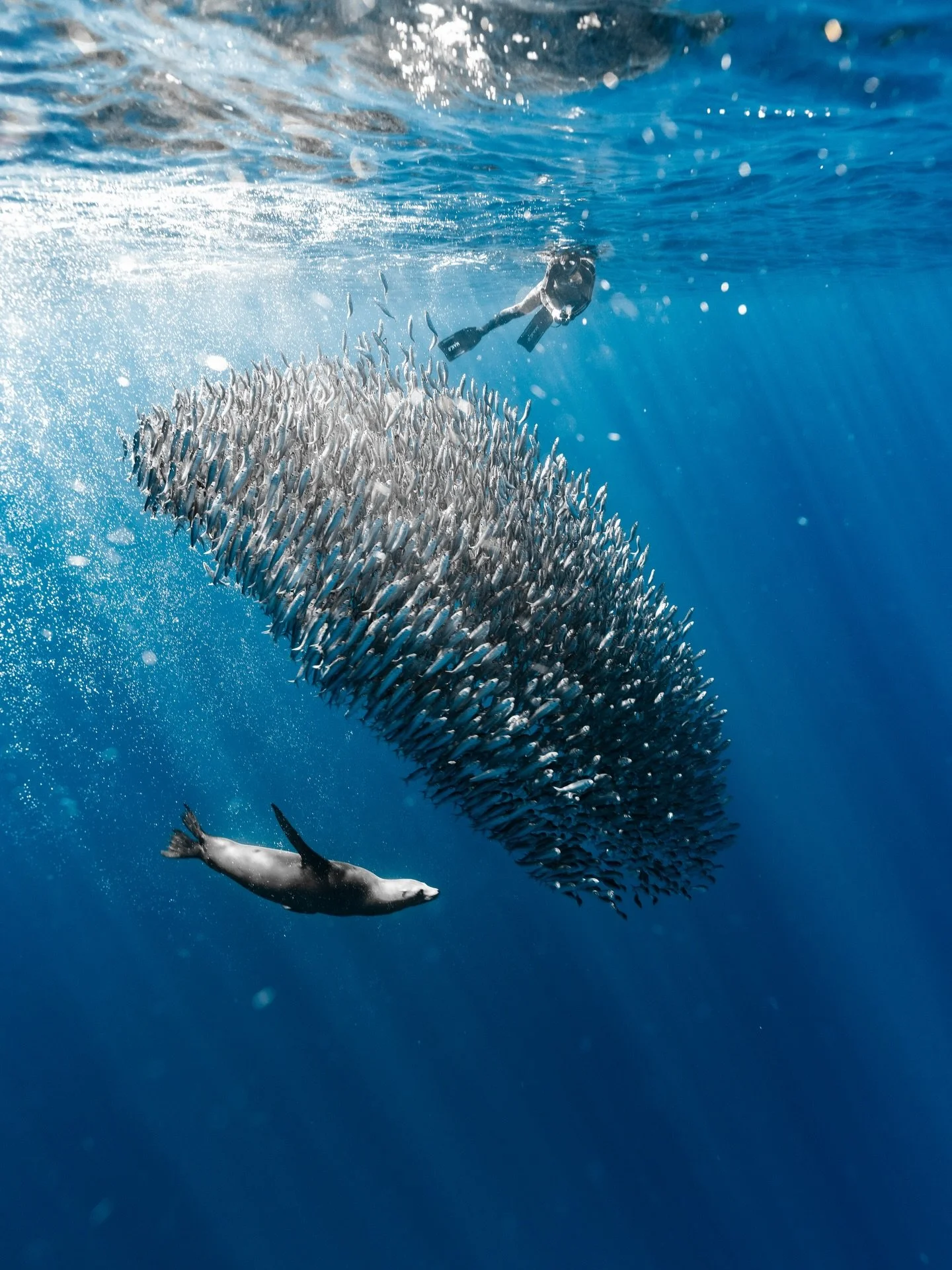 Sardine Run en Bah&iacute;a Magdalena🐟

Cada octubre y noviembre, miles de sardinas llegan a la costa de Baja California Sur y crean los famosos bait balls que atraen a marlines, delfines, lobos marinos, entre otros depredadores. En @magbayoceancamp