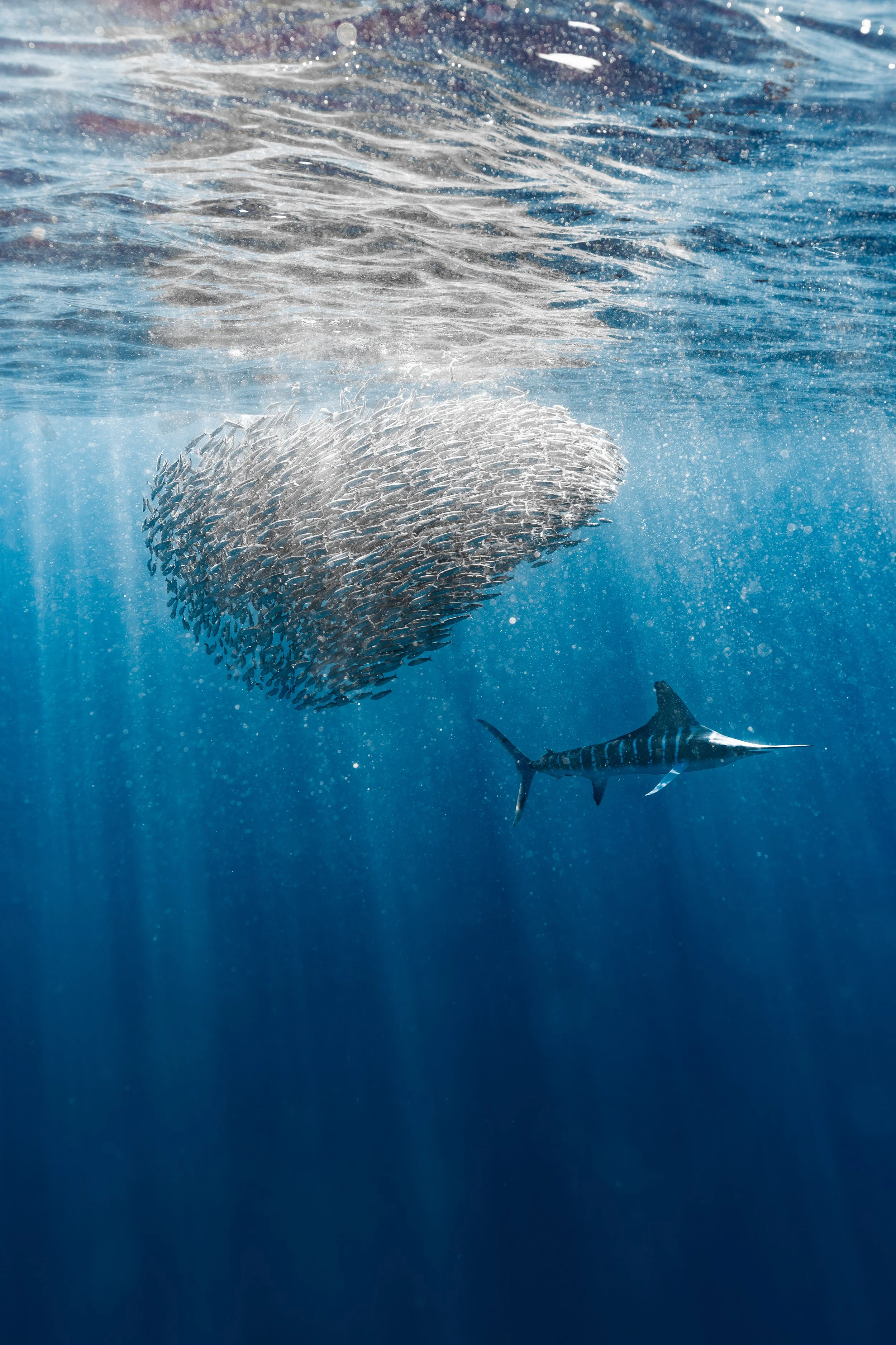 Bahía Magdalena: Marlin &amp; Sardine Run