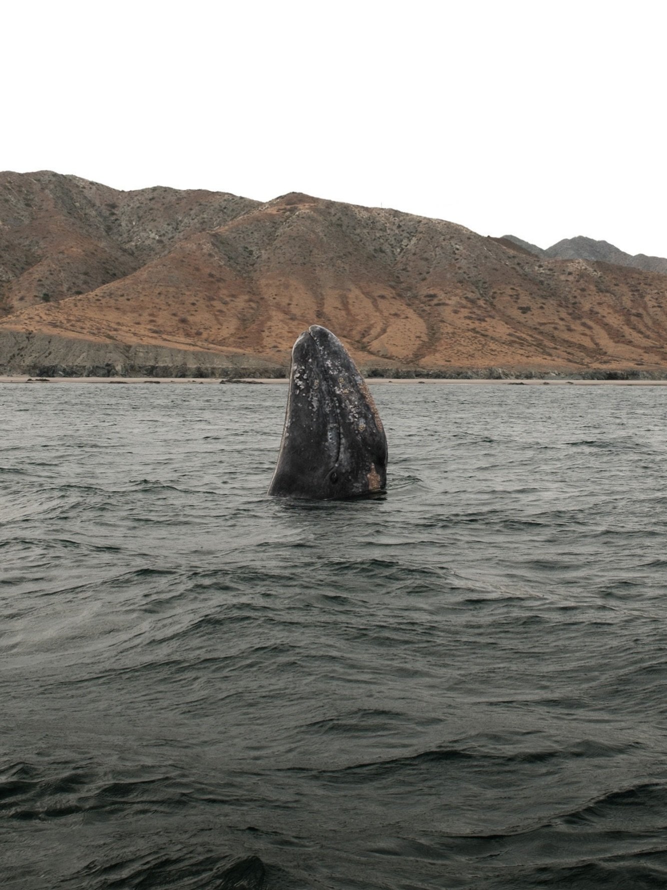 Estamos en plena temporada de ballena gris en @magbayoceancamp 🐋

Un fin de semana pensado para reconectar con la naturaleza: dormir en un campamento de lujo, comer delicioso y compartir el viaje con la mejor compa&ntilde;&iacute;a. Cuatro d&iacute;