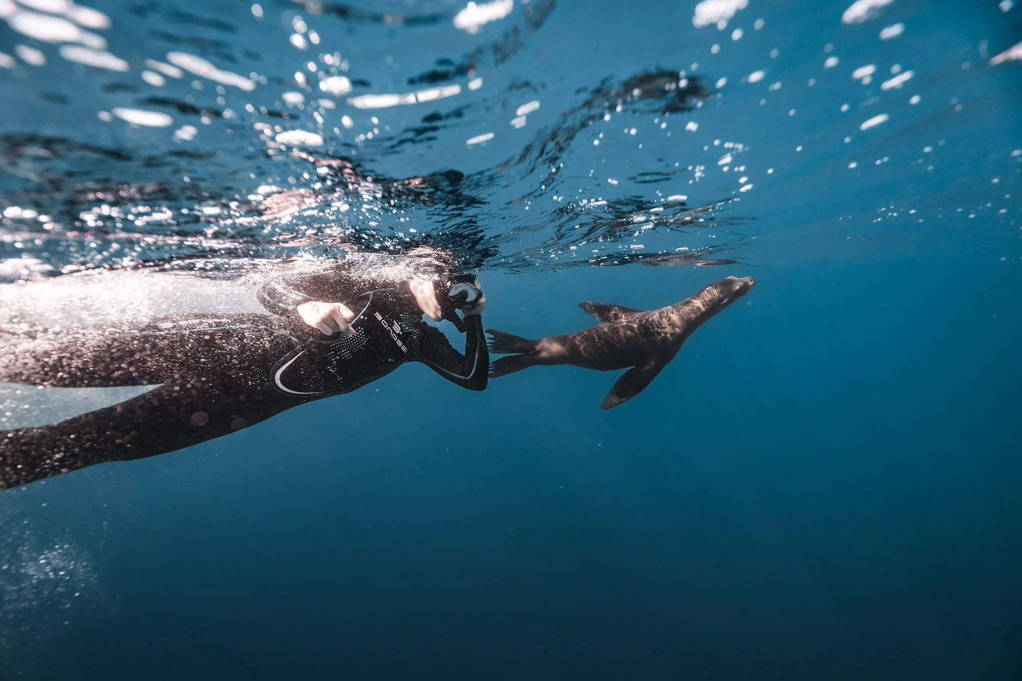 Bahía Magdalena, Baja California Sur: naturaleza salvaje, comunidades vivas y uno de los ecosistemas más ricos de México