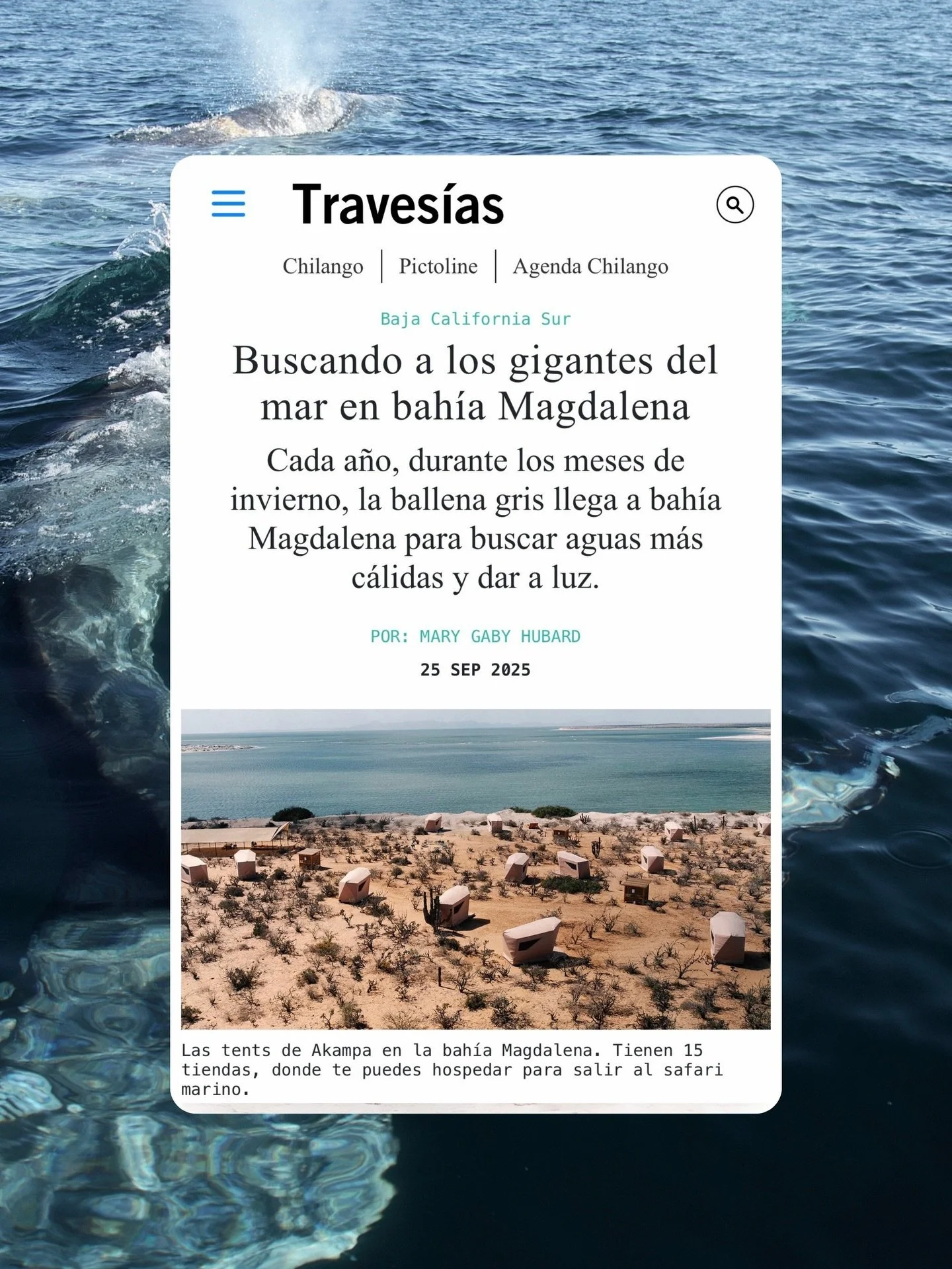 Lo que empez&oacute; con unas tiendas de armado r&aacute;pido, colchonetas y much&iacute;simas ganas de compartir la magia de las ballenas, hoy es una empresa hecha y derecha que incluso particip&oacute; en Shark Tank. 

Desde hacer hot dogs en el pr