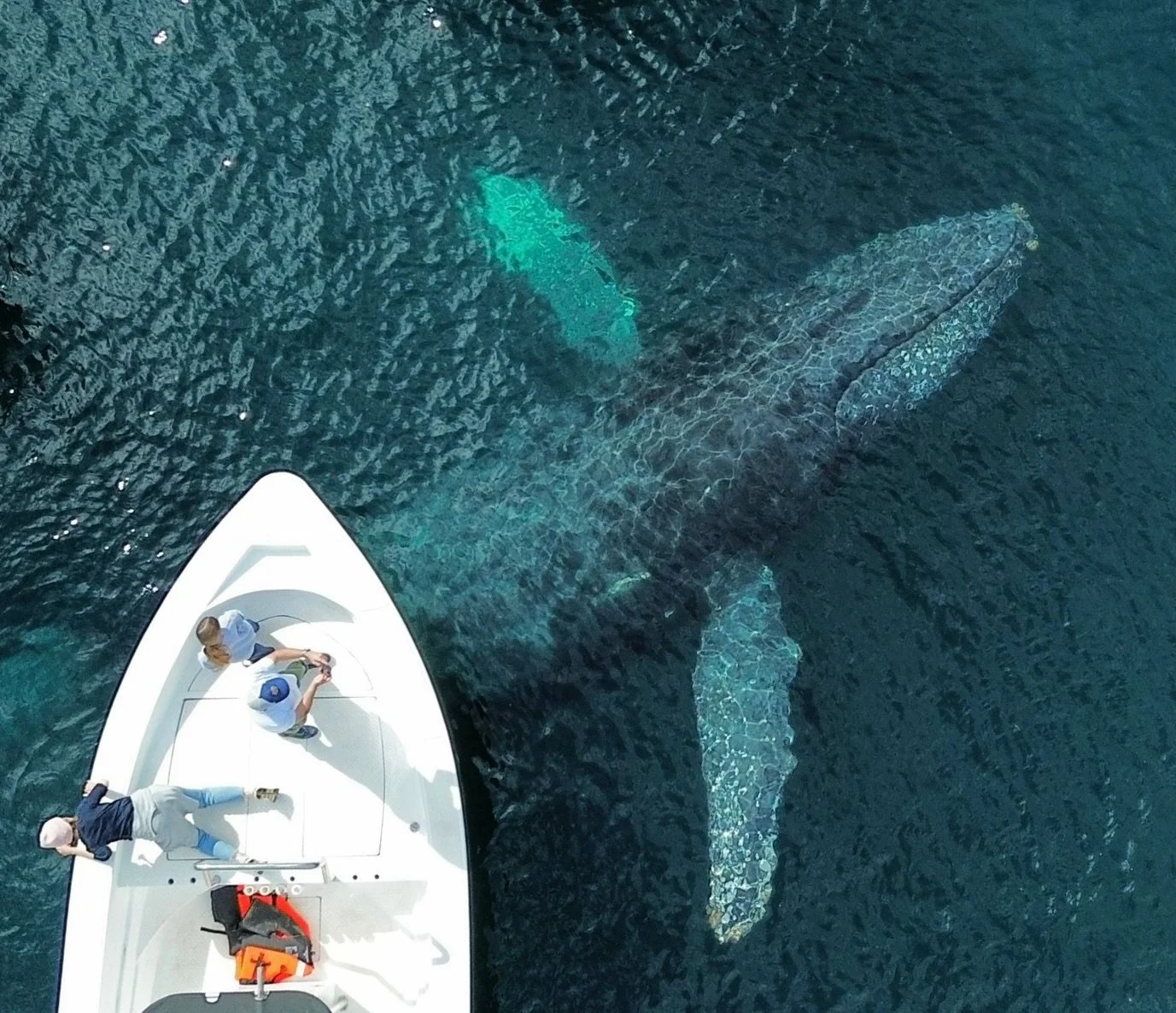 La temporada de ballena jorobada en @magbayoceancamp es un espect&aacute;culo que toca todos los sentidos. ✨

Familia, amigos, el desierto lleno de rincones por descubrir y la magia de encontrarte frente a estos gigantes del mar.🐋

Hay experiencias 