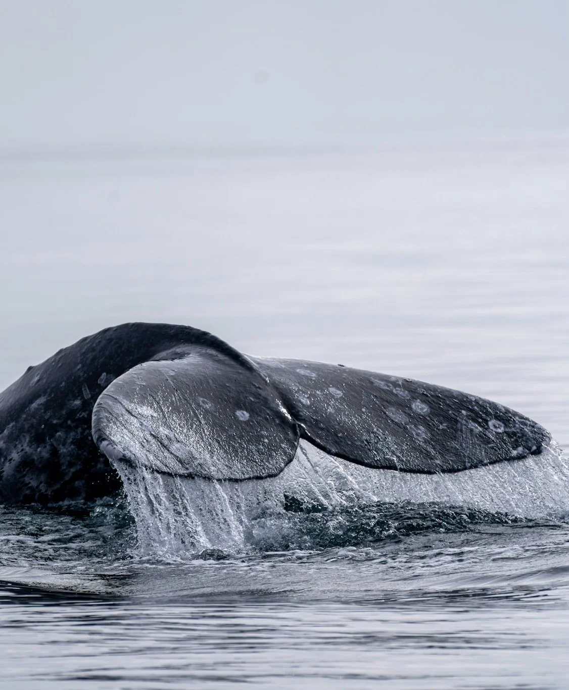 Dump del incre&iacute;ble fin de semana que vivimos con @gallorozco de @micompachava en Bah&iacute;a Magdalena Ocean Camp 🦪🔥🌵

📸: @manny19wr 

#MagBayOceanCamp #Akampa #MiCompaChava