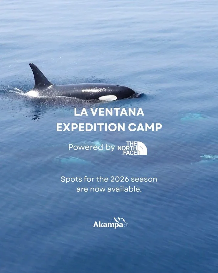 La Ventana Expedition Camp is here!

Powered by @thenorthfacemx, this 4-day, 3-night marine safari in the Sea of Cortez invites you into a world where encounters with mobula rays, humpback whales, and dolphins are part of the experience&mdash;and wit