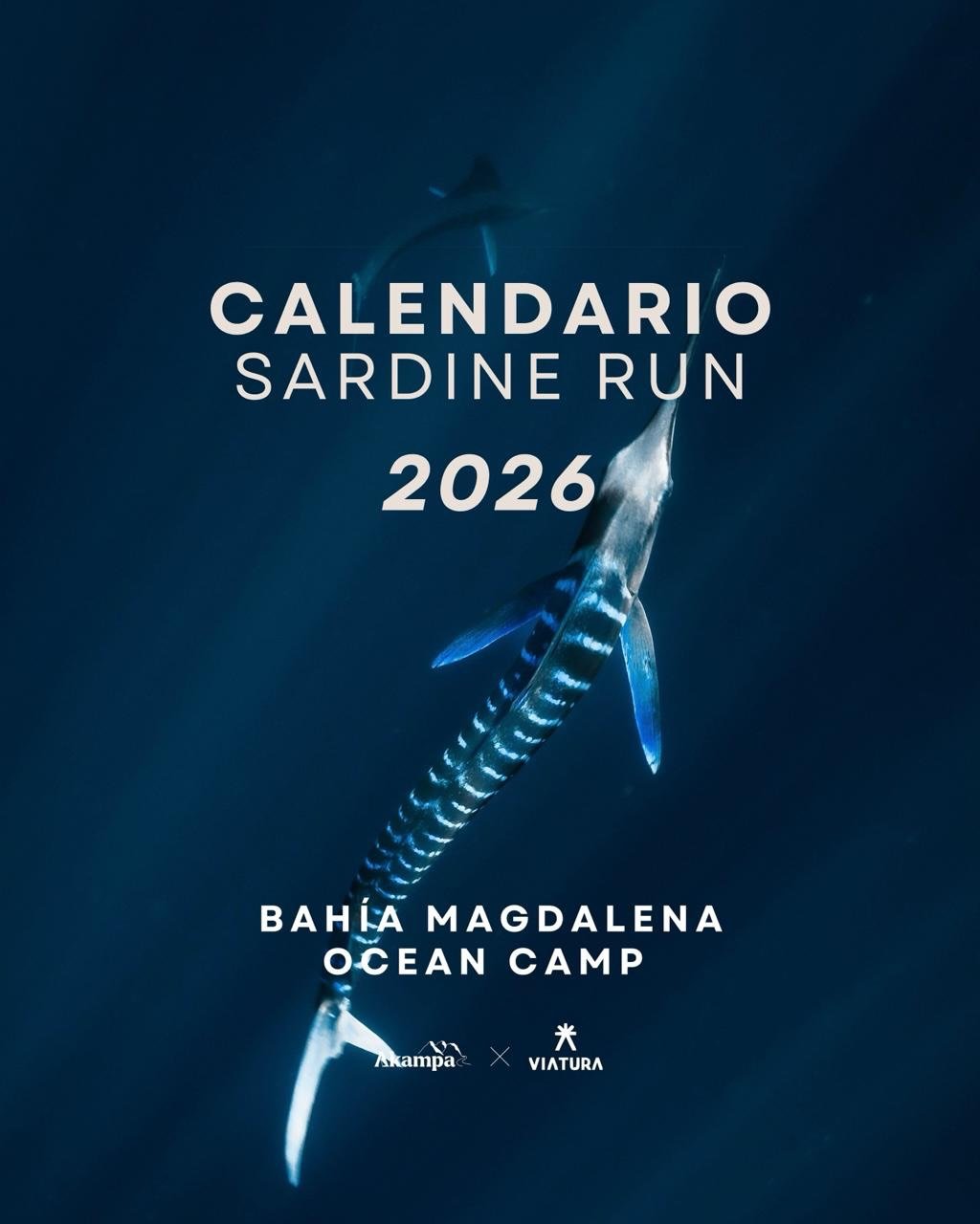 &iexcl;Te dejamos el calendario actualizado del Sardine Run 2026 ! No dejes pasar la temporada para vivir la experiencia 🌊

&iexcl;&iexcl;Recuerda que tambi&eacute;n puedes reservar entre semana!!

Asegura tu lugar y entra a akampa.mx

Nos vemos afu