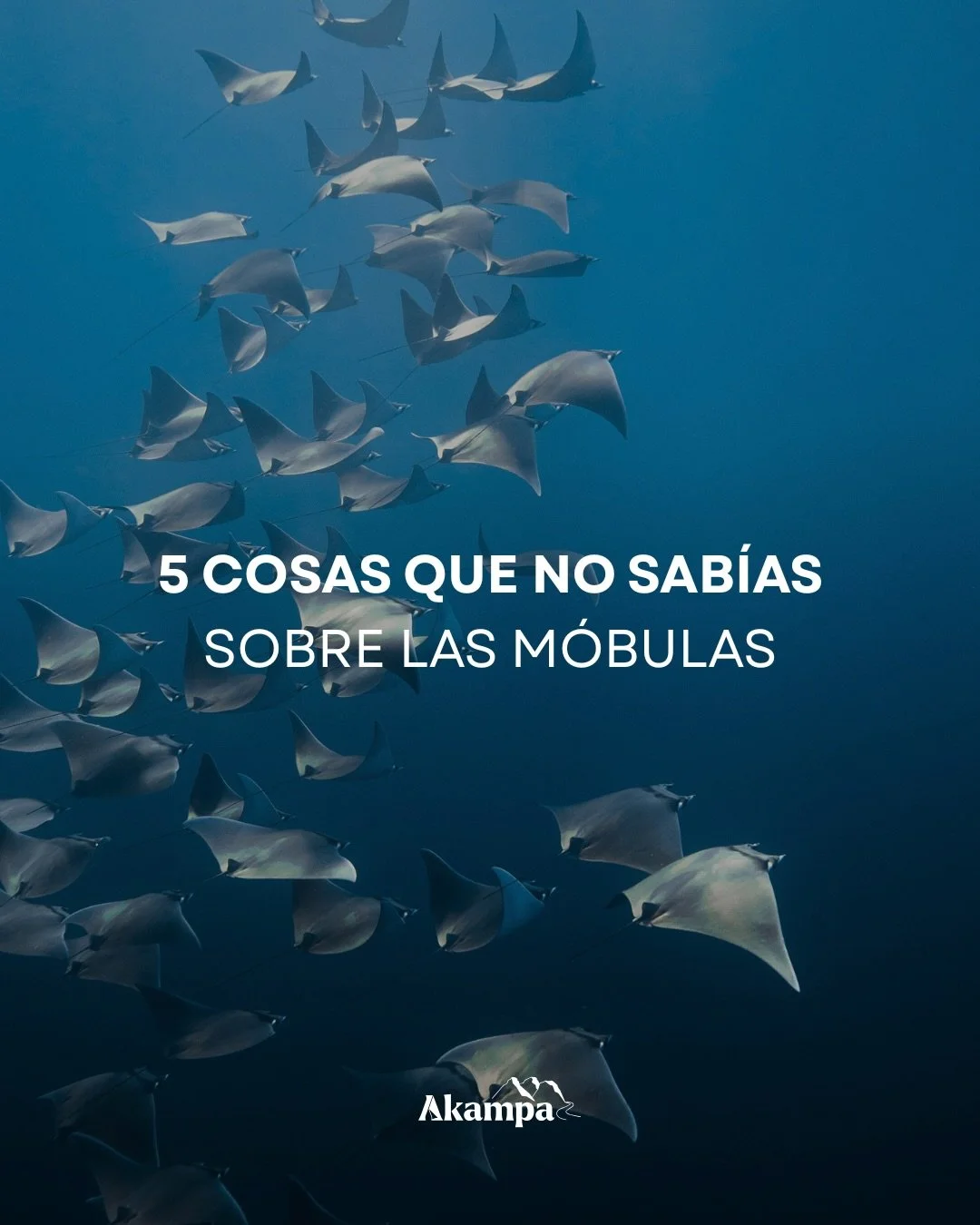 Estas son 5 cosas que probablemente no sab&iacute;as de las m&oacute;bulas.

Puedes presenciar este fen&oacute;meno en La Ventana Expedition Camp, un viaje todo incluido de 4 d&iacute;as y 3 noches en La Ventana,
Baja California Sur.🌊

Quedan muy po