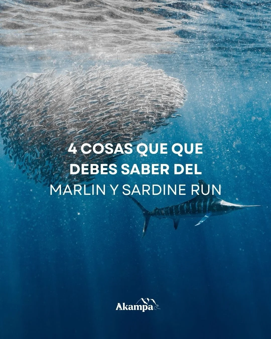 Estas son 4 cosas que tienes que saber el Marlin &amp; Sardine Run en @magbayoceancamp 🐟

Puedes vivir este fen&oacute;meno de cerca de octubre a diciembre en Bah&iacute;a Magdalena Ocean Camp, un viaje de 4 d&iacute;as y 3 noches con todo incluido.