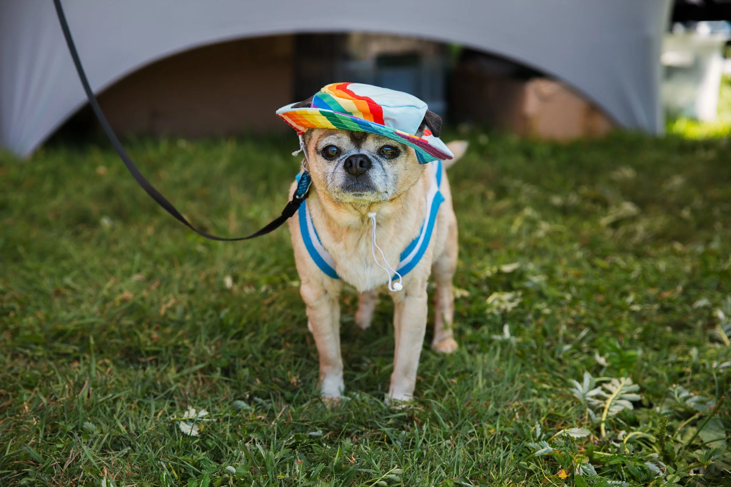 Pride-inthe-park-2025-157.jpg