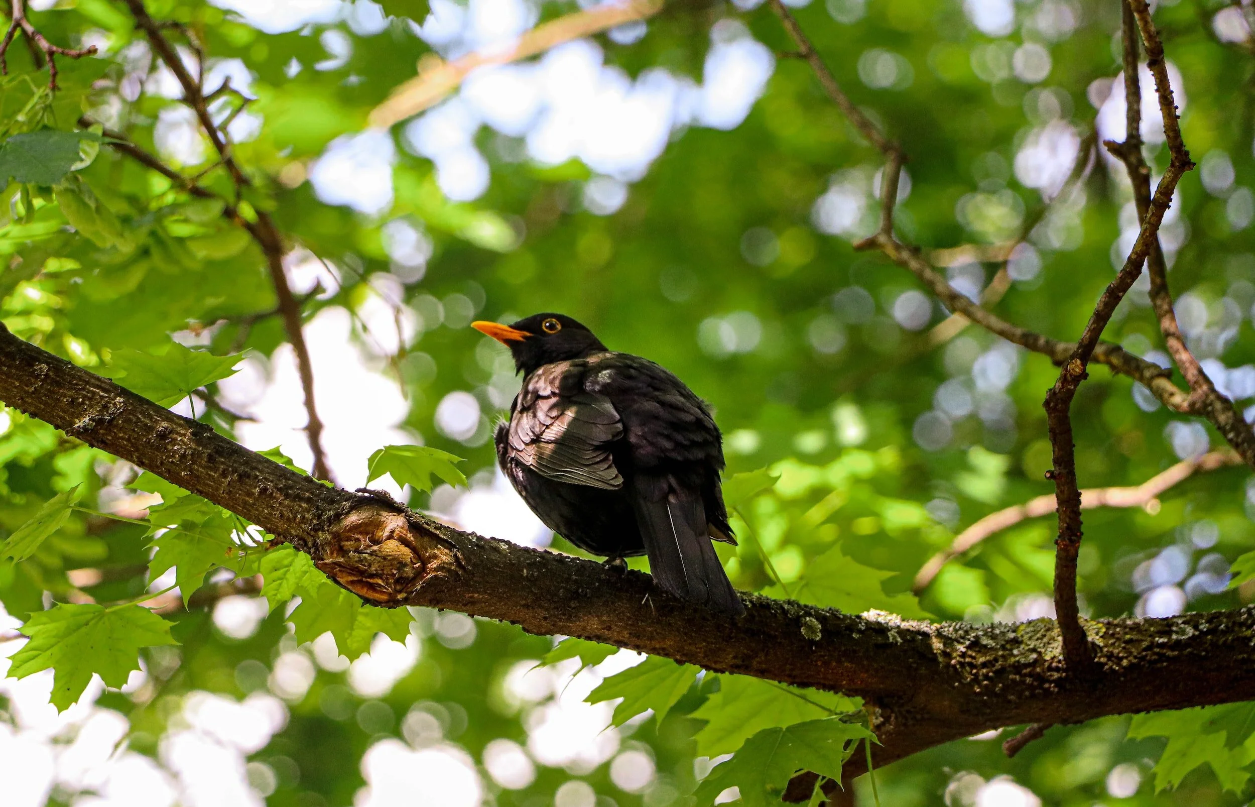 Bird Walk