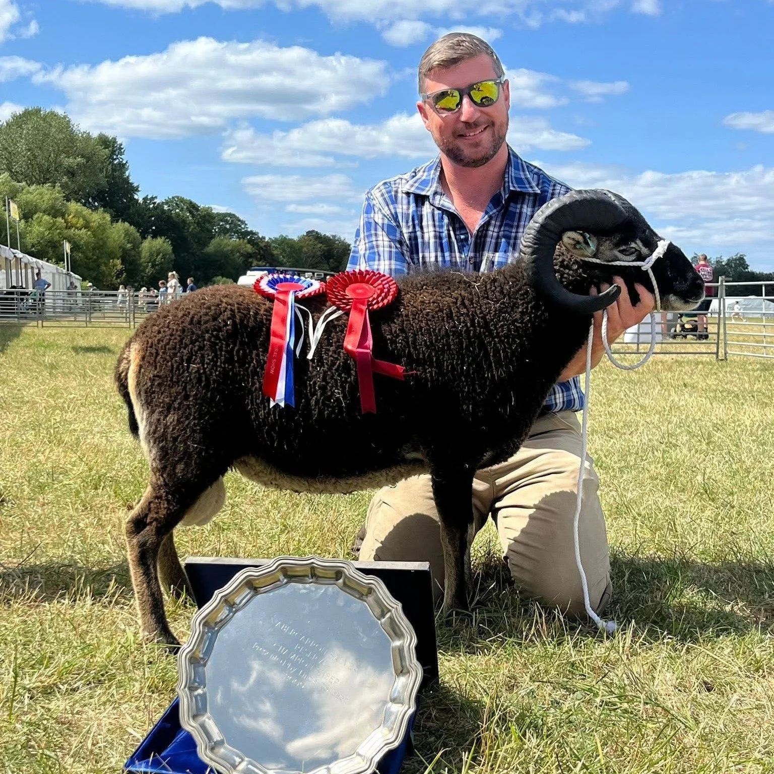 Sheep at the Agriculture Show