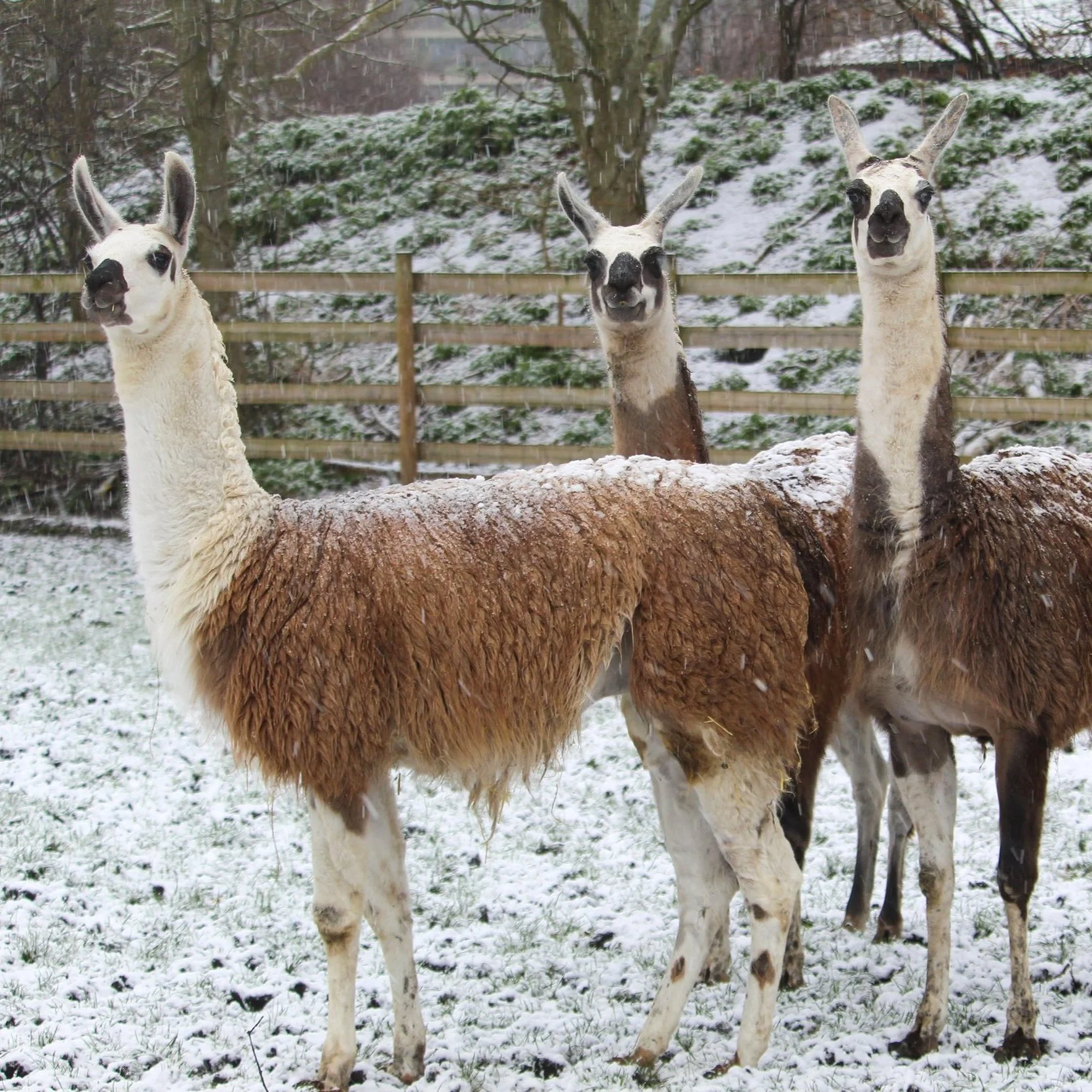 Animal+Sponsorship+-+Llamas.jpg