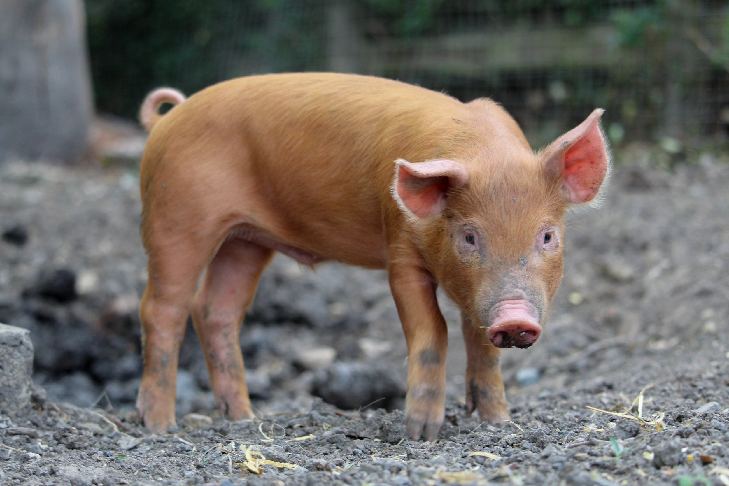 Animal Sponsorship - Pigs | Mudchute Park and Farm