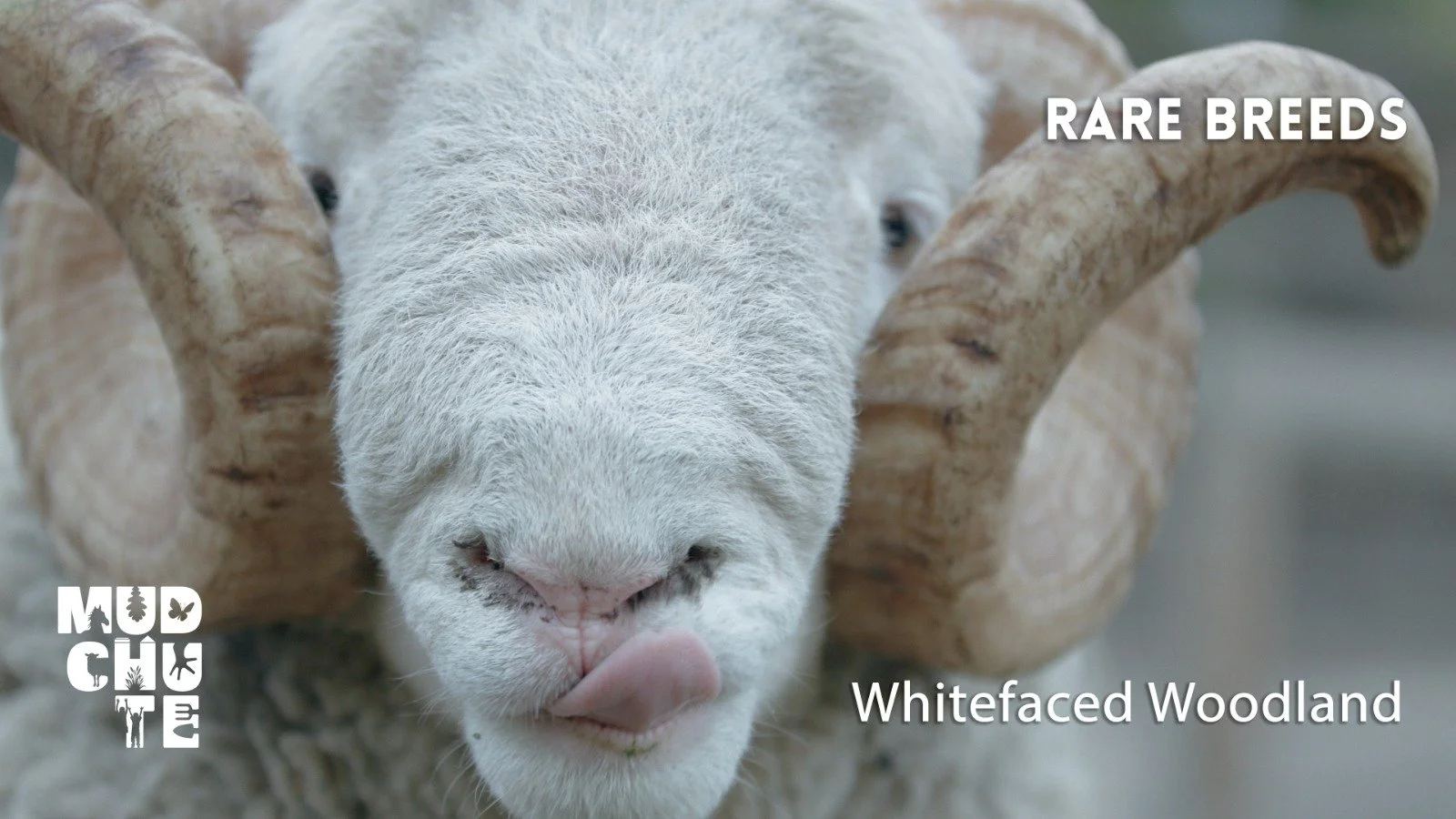 Rare Breeds in the City, episode 1