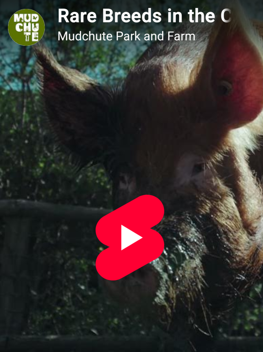 Rare Breeds in the City | Mudchute Tamworth Pigs | Promo