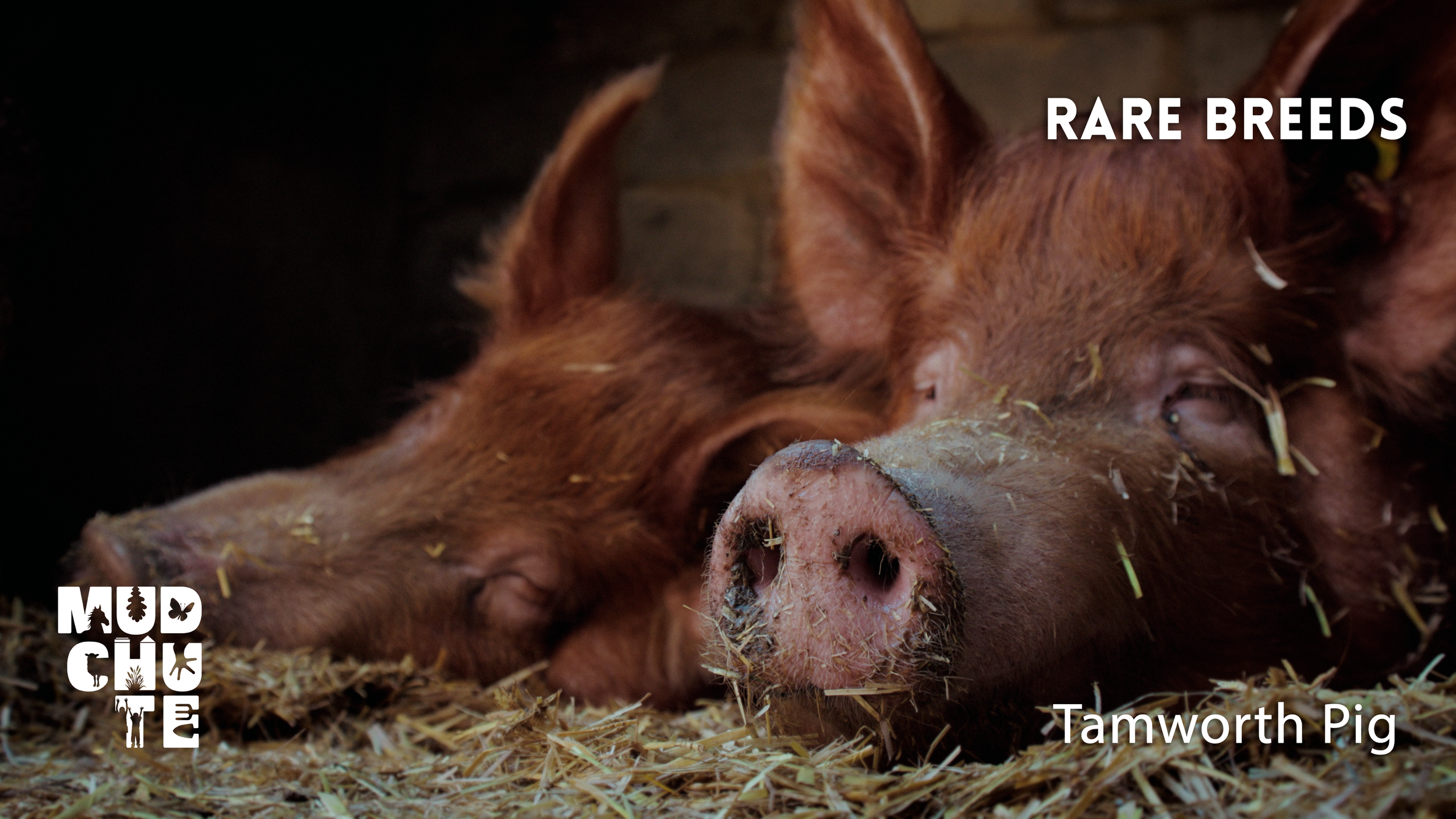 Rare Breeds in the City | Episode 2 | Tamworth Pigs