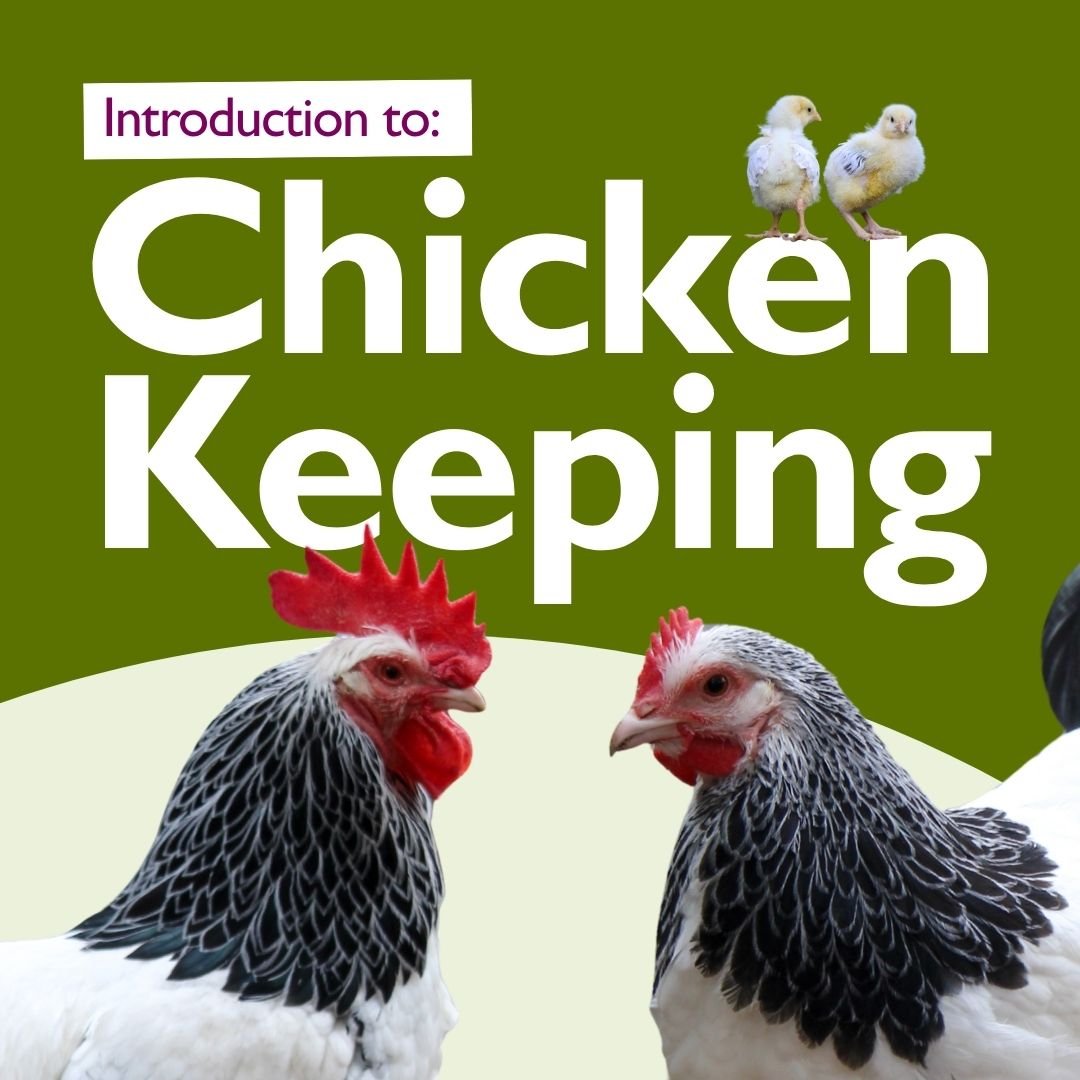 Introduction to Chicken Keeping