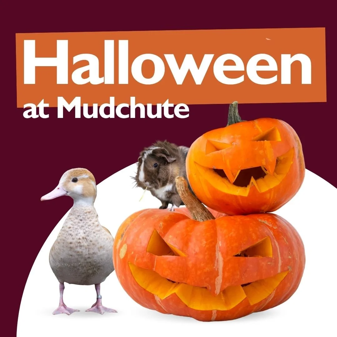 What’s On - Autumn 2026