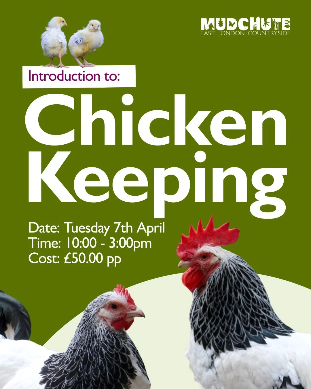 Introduction to Chicken Keeping