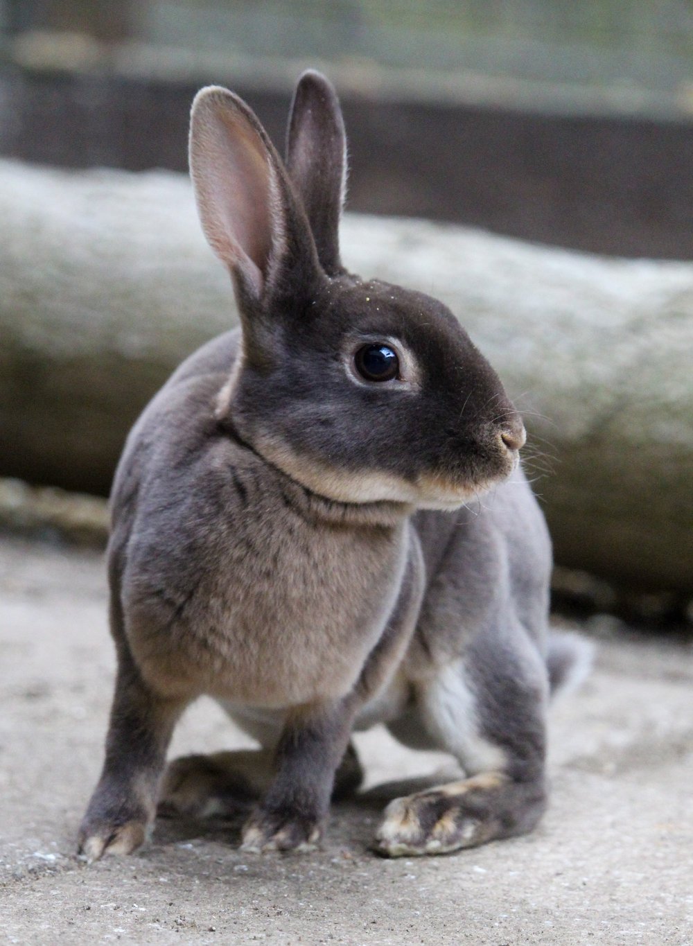 Animal Experiences | Mudchute Park and Farm