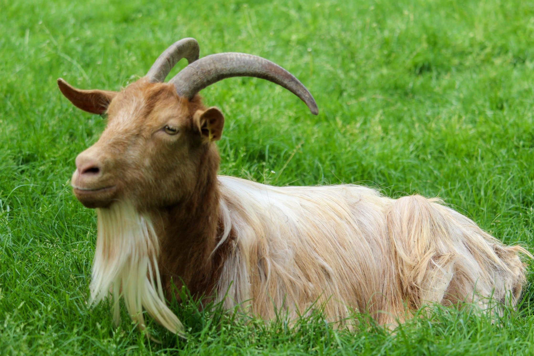 A close up of a goat with long hair photo – Free Animal Image on Unsplash