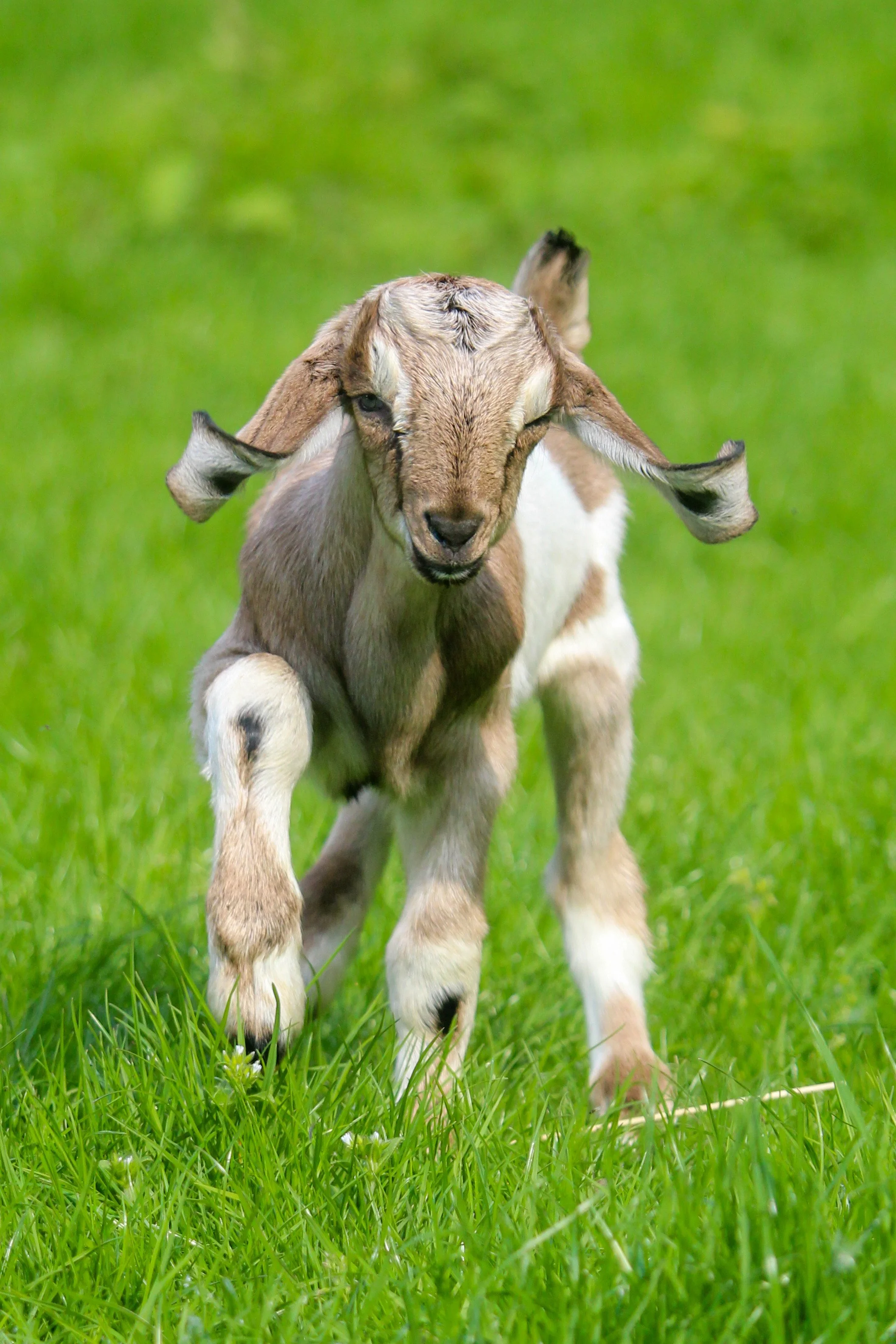 Nubian Goat Horns And Their Impact On Breeding - 0tysgfq
