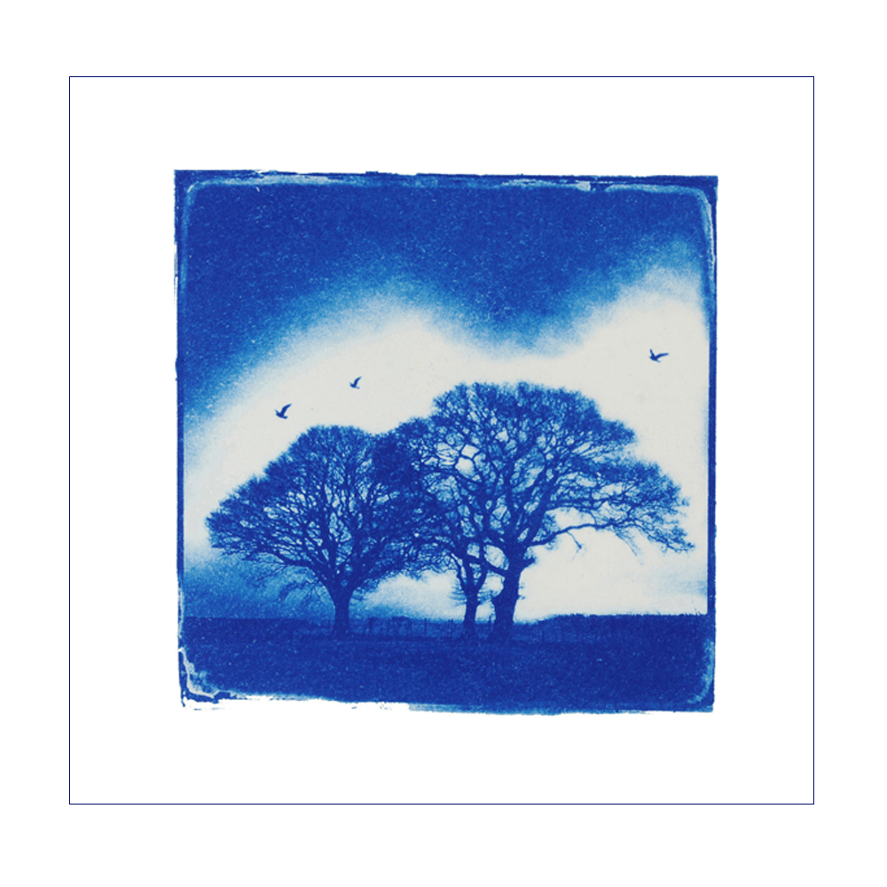 Blue-Birds-Front.gif