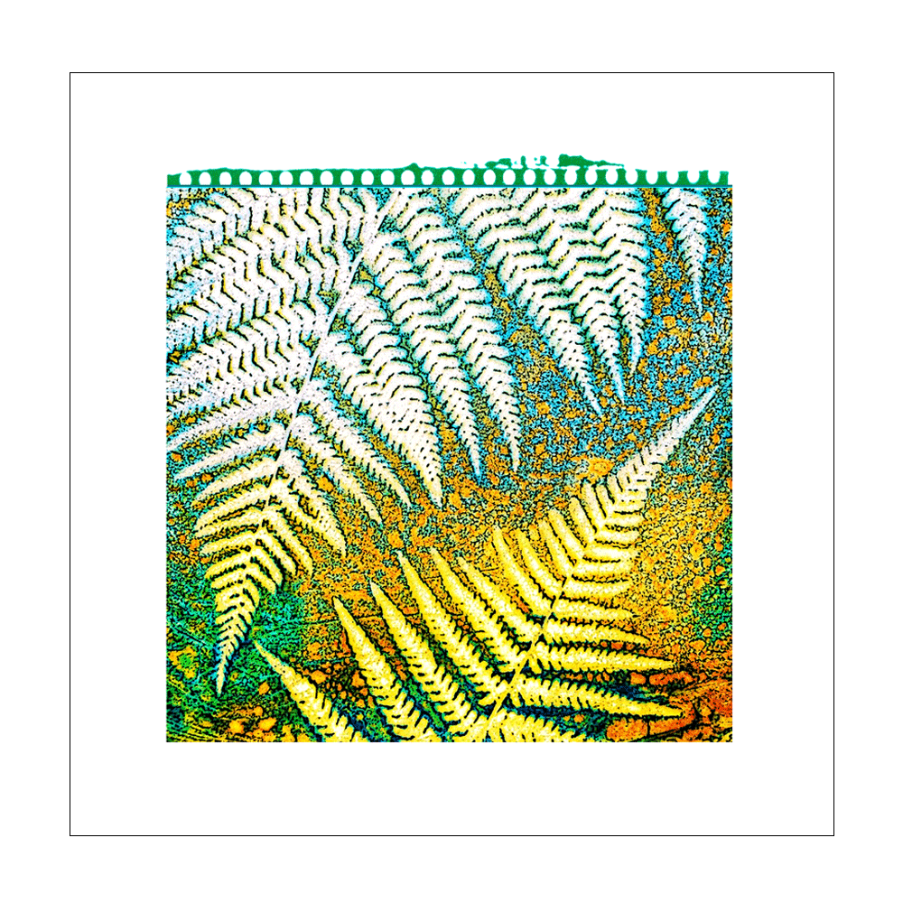 Fern-Delight-Front.gif