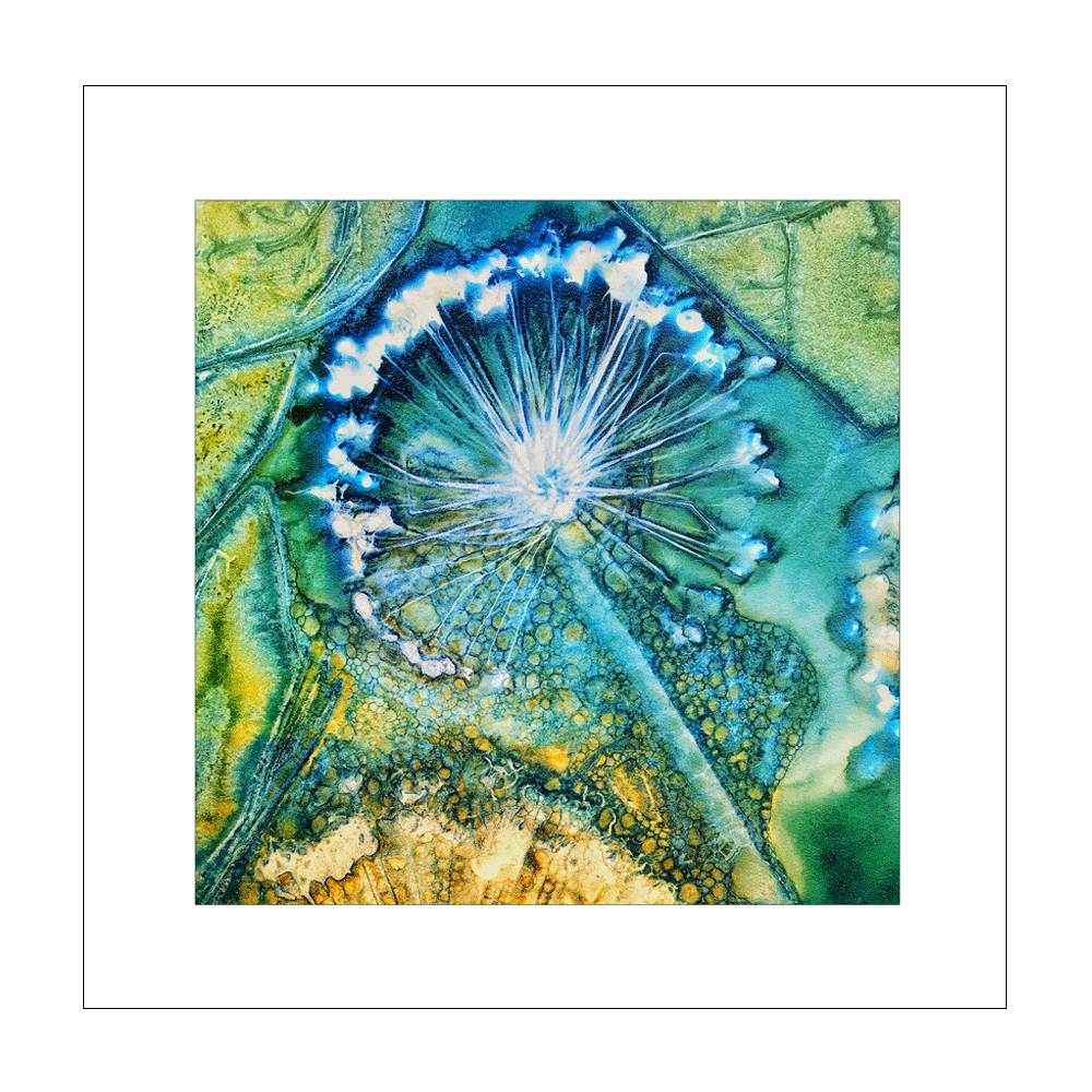 Sweet-Allium-Front.gif