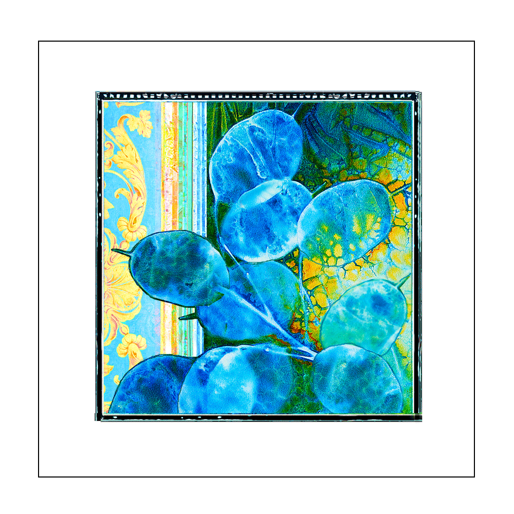Cyanotype and More Greetings Card - 'Focussing on Honesty 2'