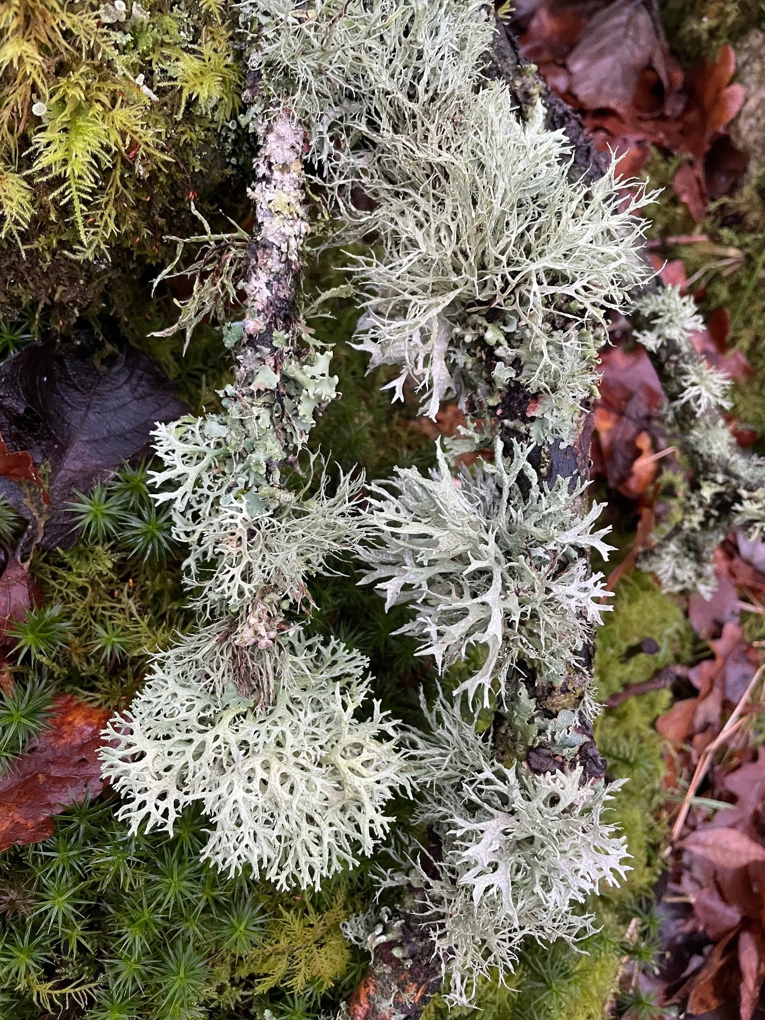 Lichen Day