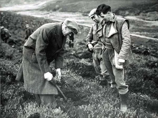 planting squad fetteresso1952.jpg