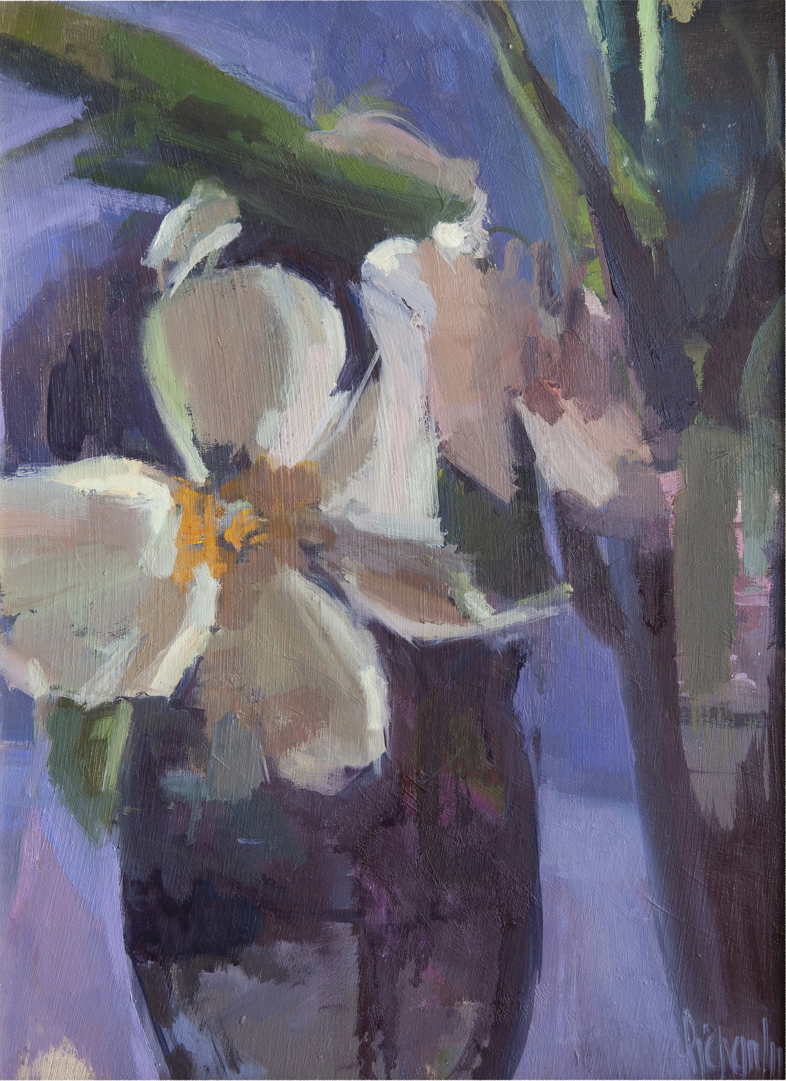 Peonie Study, 2026