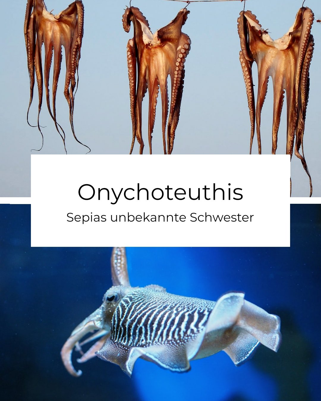 Onychoteuthis (Aufzeichnung)