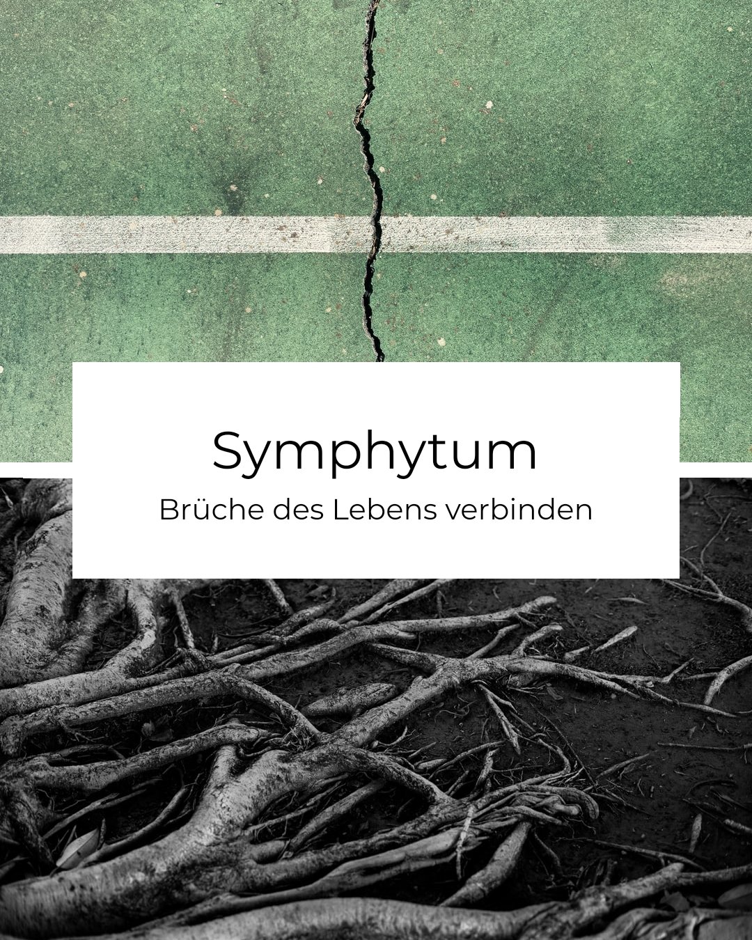 Symphytum (Aufzeichnung)