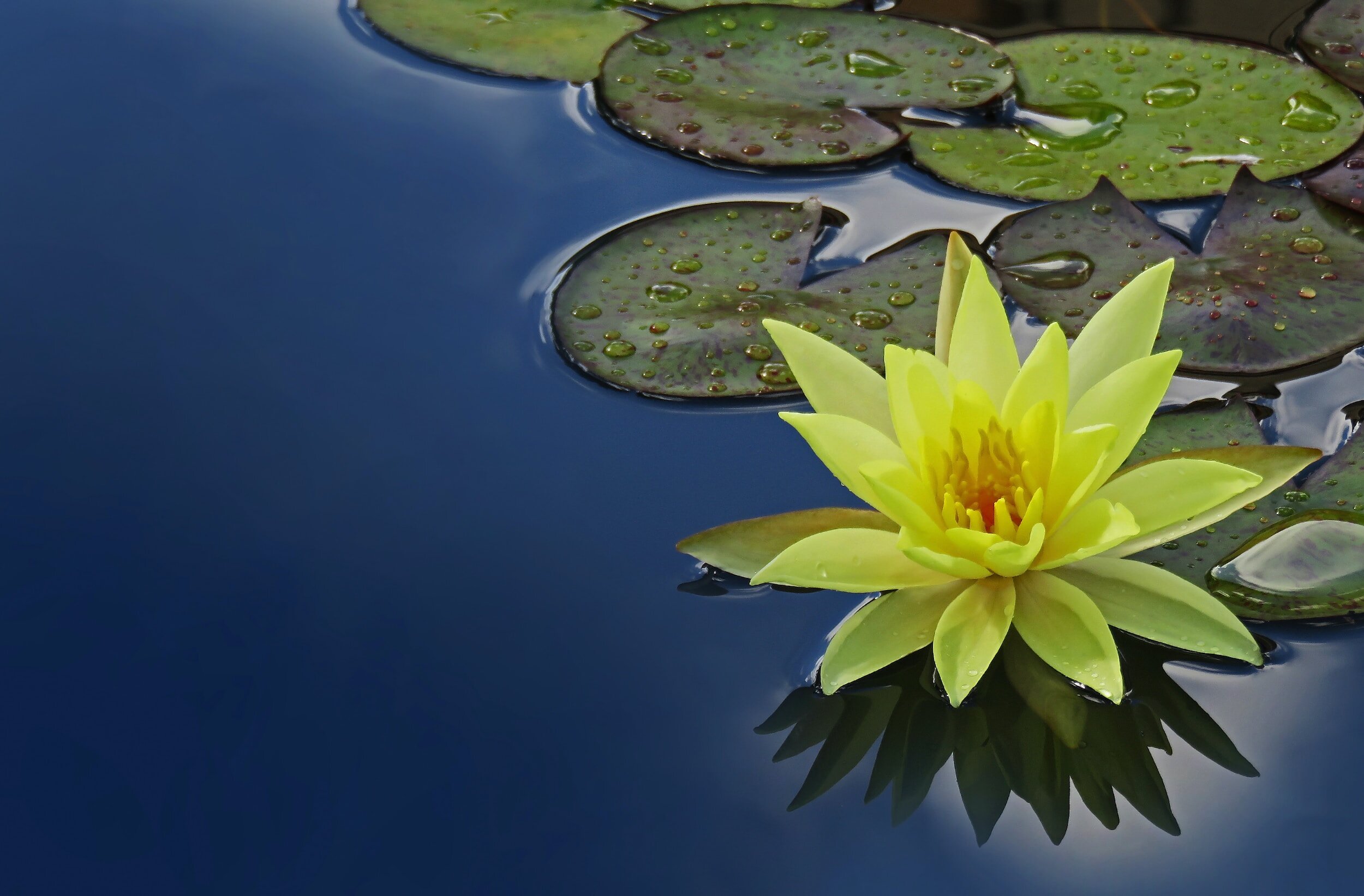 Nuphar lutea - die gelbe Teichrose